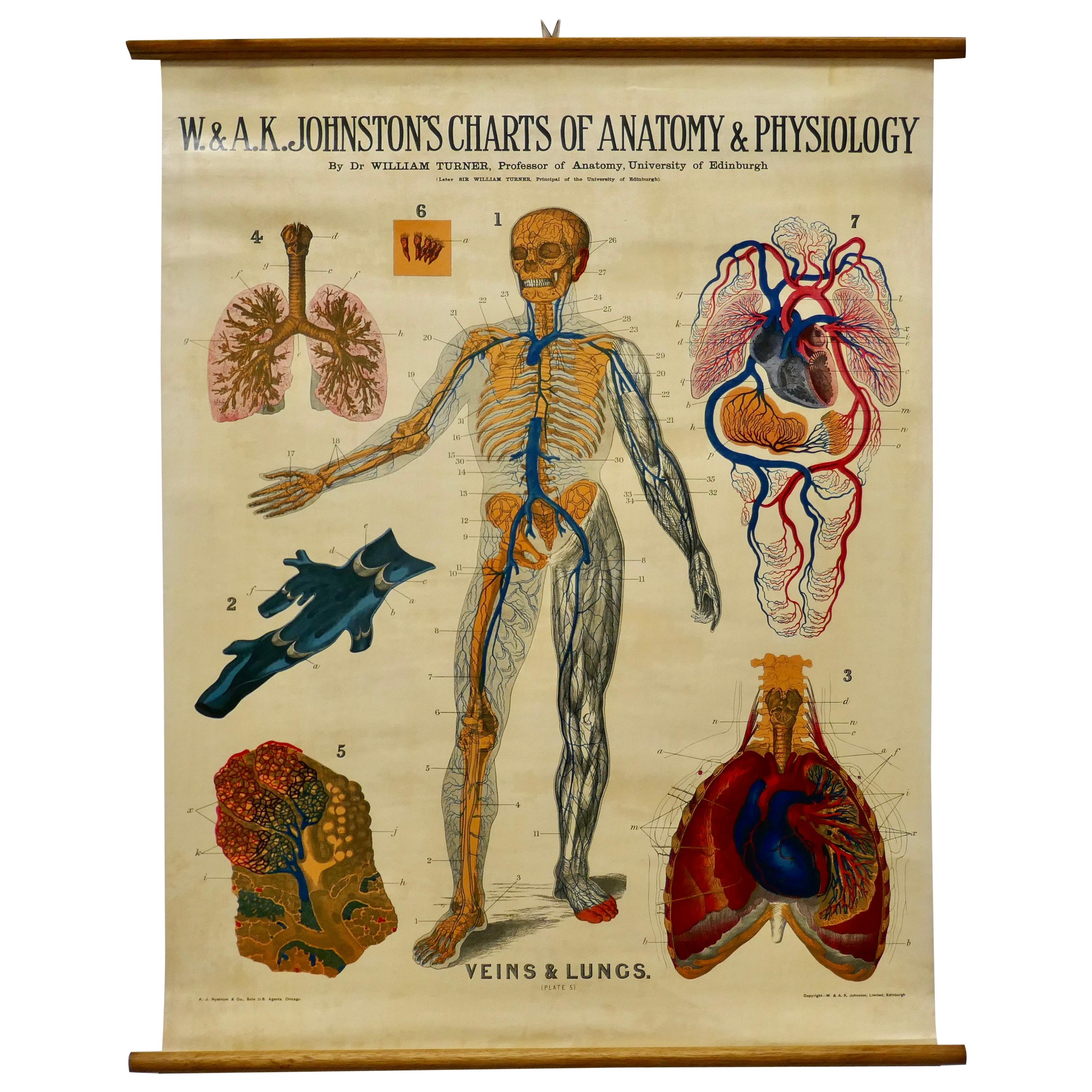 Large University Anatomical Chart “Veins and Lungs” by Turner For Sale