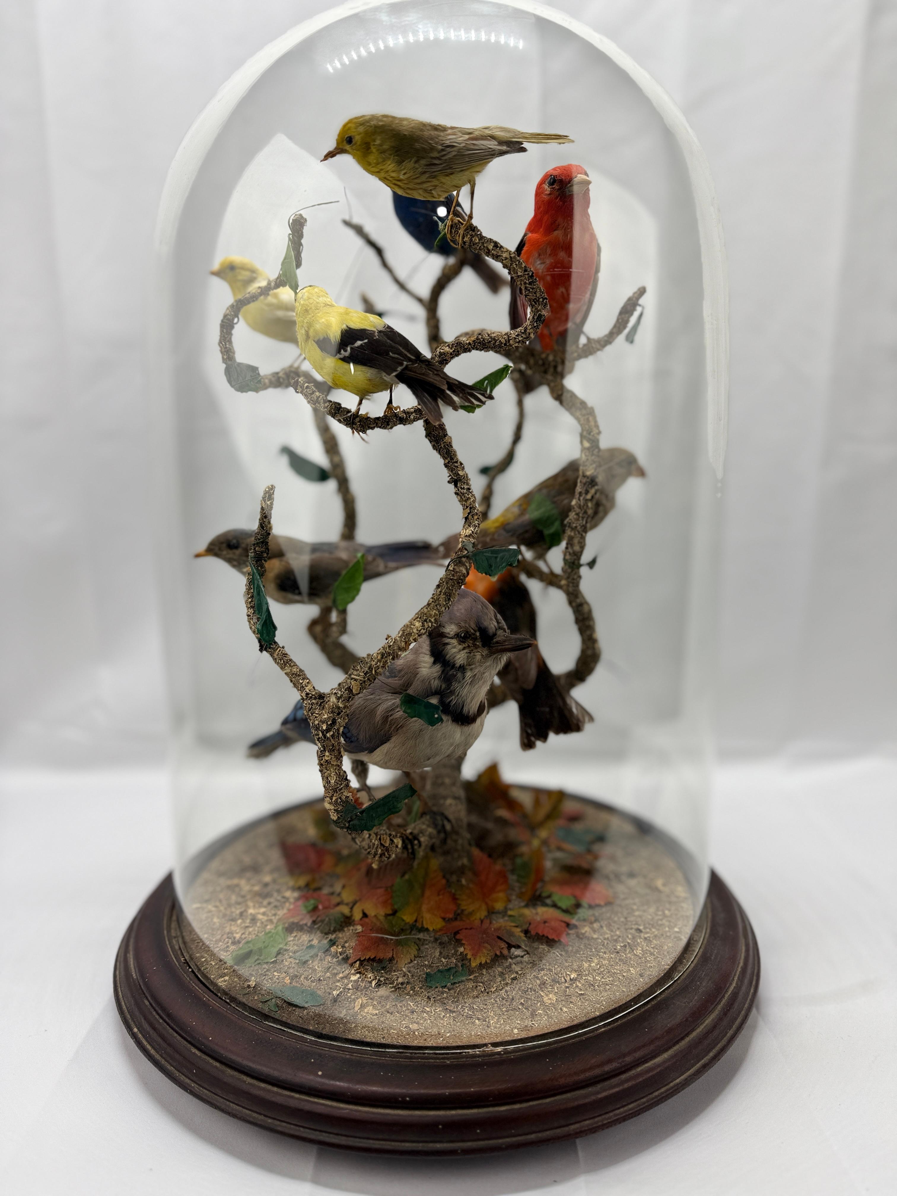 A striking and large scale Victorian era taxidermy bird display. Featuring an array of nine birds  - each perched on their own branch which is set above a sparse ground of twigs, a birds nest and small leaves. The entire piece is encased under a