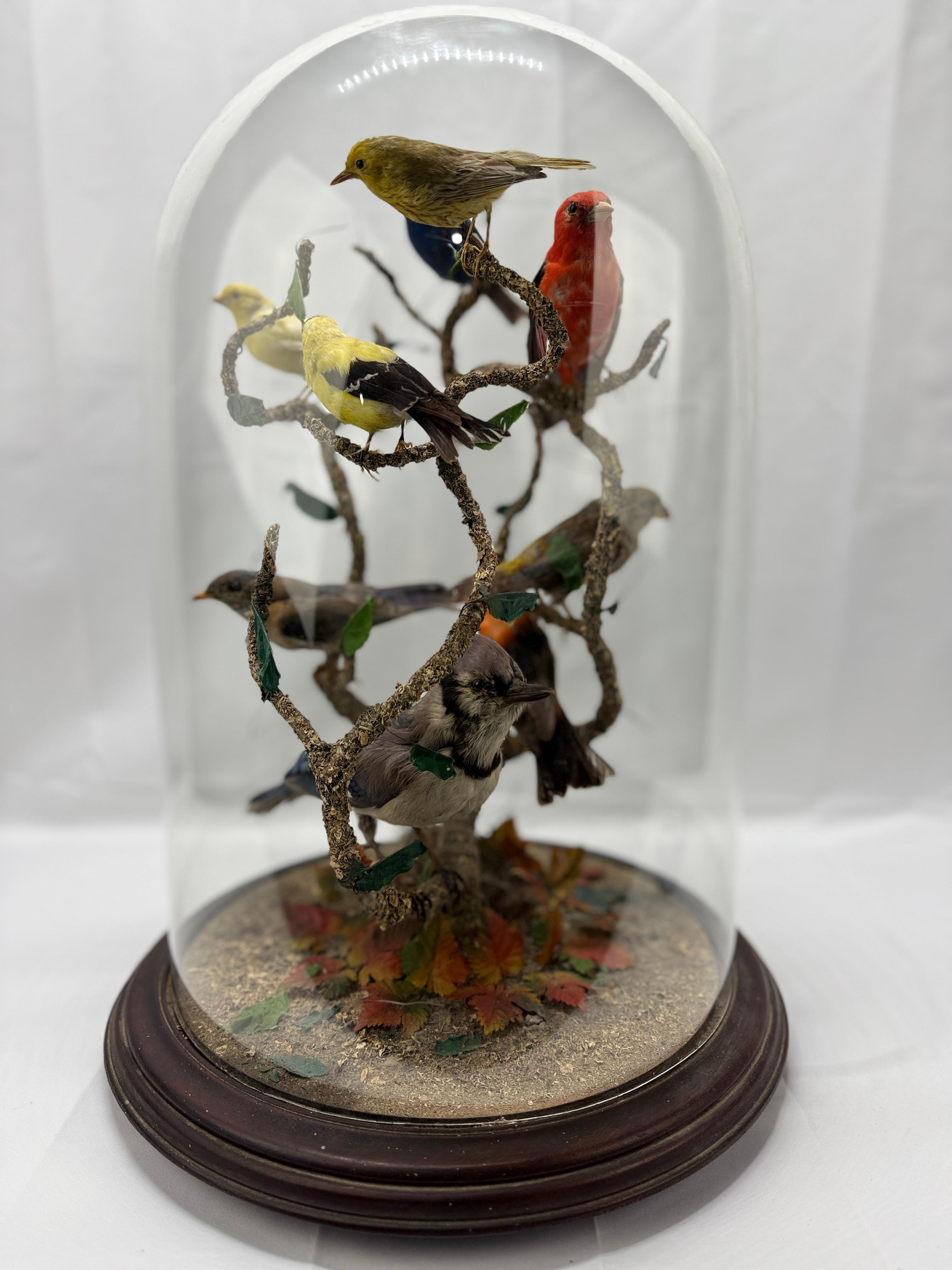 American Large Victorian Domed 9 Bird Taxidermy Diorama Display
