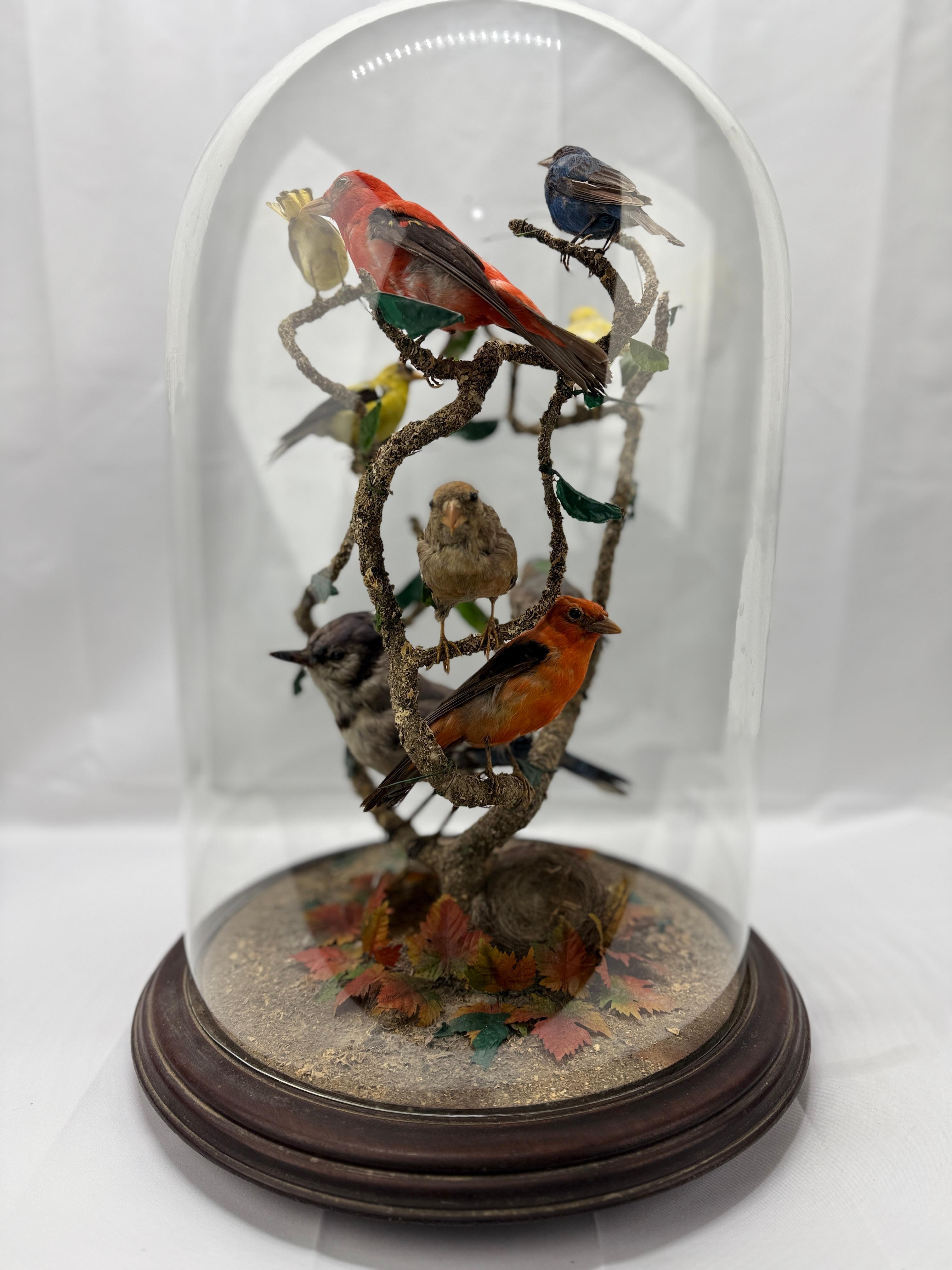 20th Century Large Victorian Domed 9 Bird Taxidermy Diorama Display