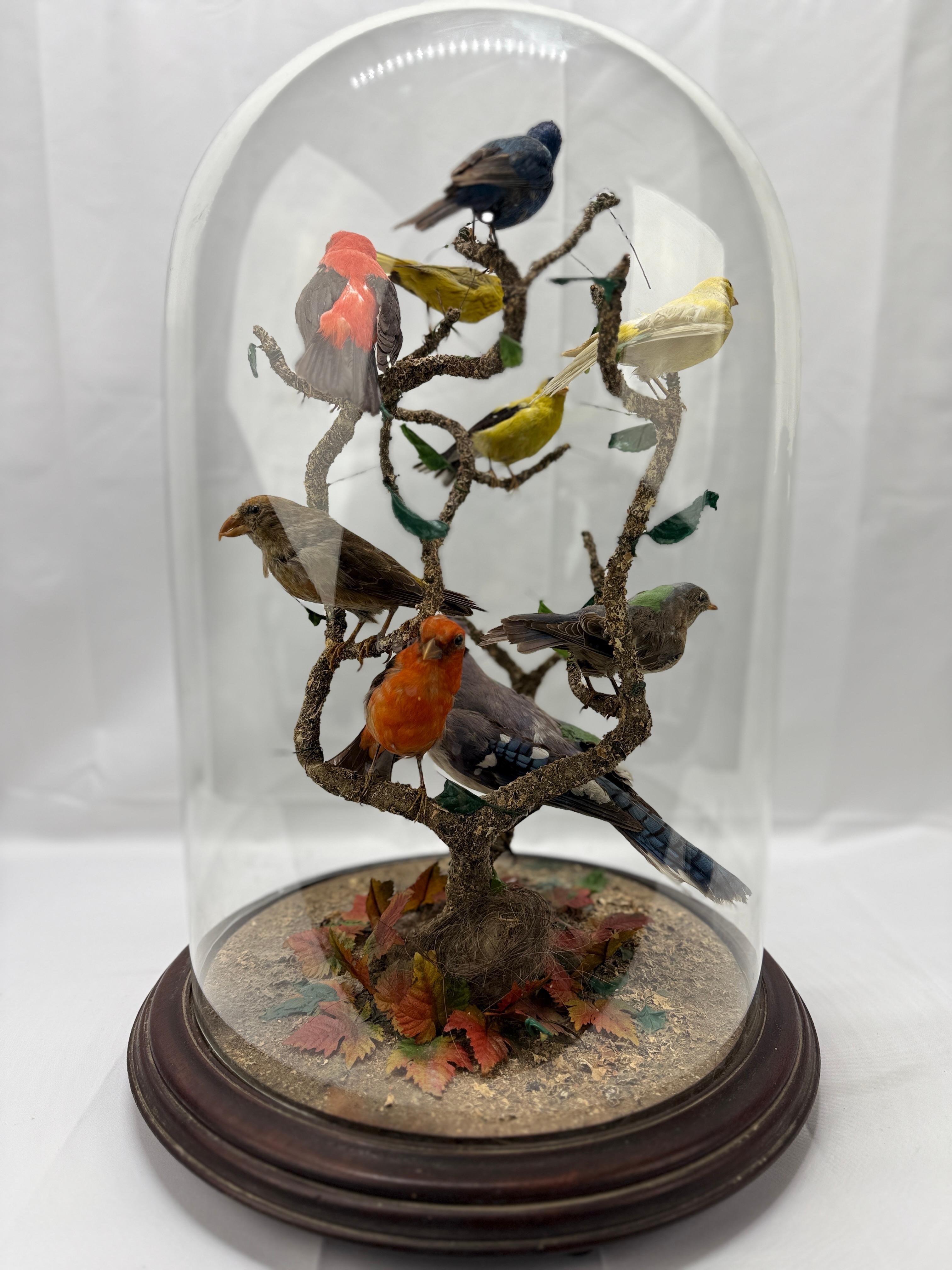 Glass Large Victorian Domed 9 Bird Taxidermy Diorama Display