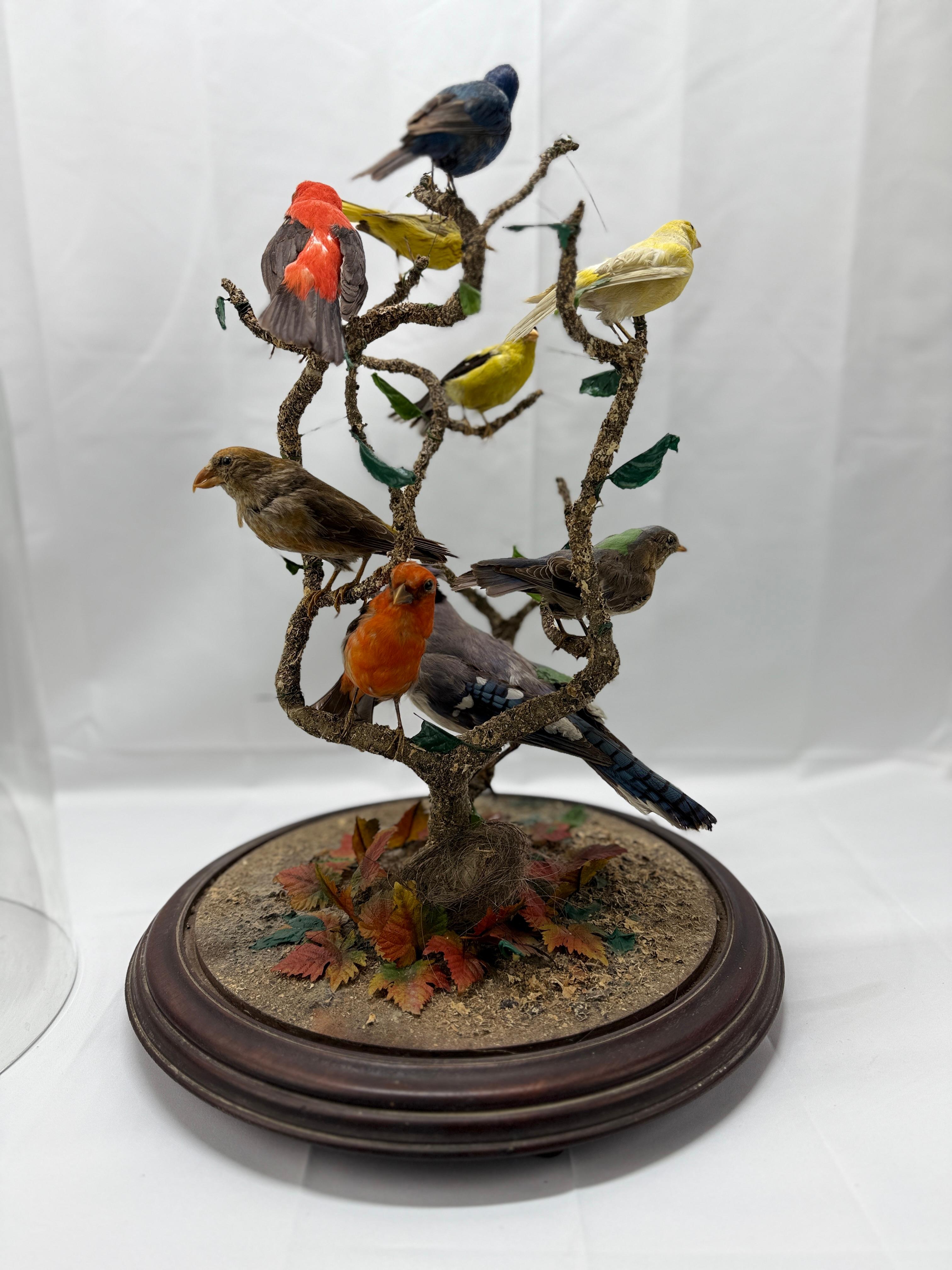 Large Victorian Domed 9 Bird Taxidermy Diorama Display 1