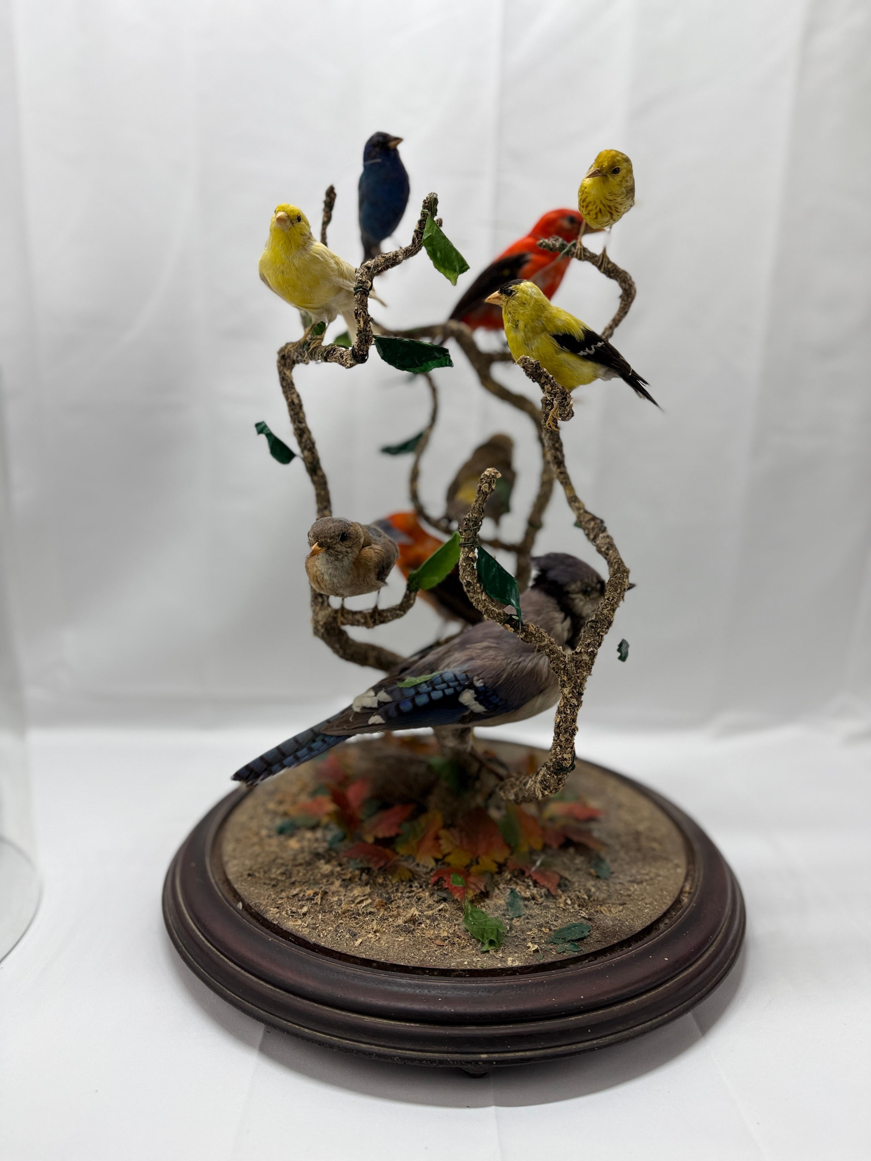 Large Victorian Domed 9 Bird Taxidermy Diorama Display 2