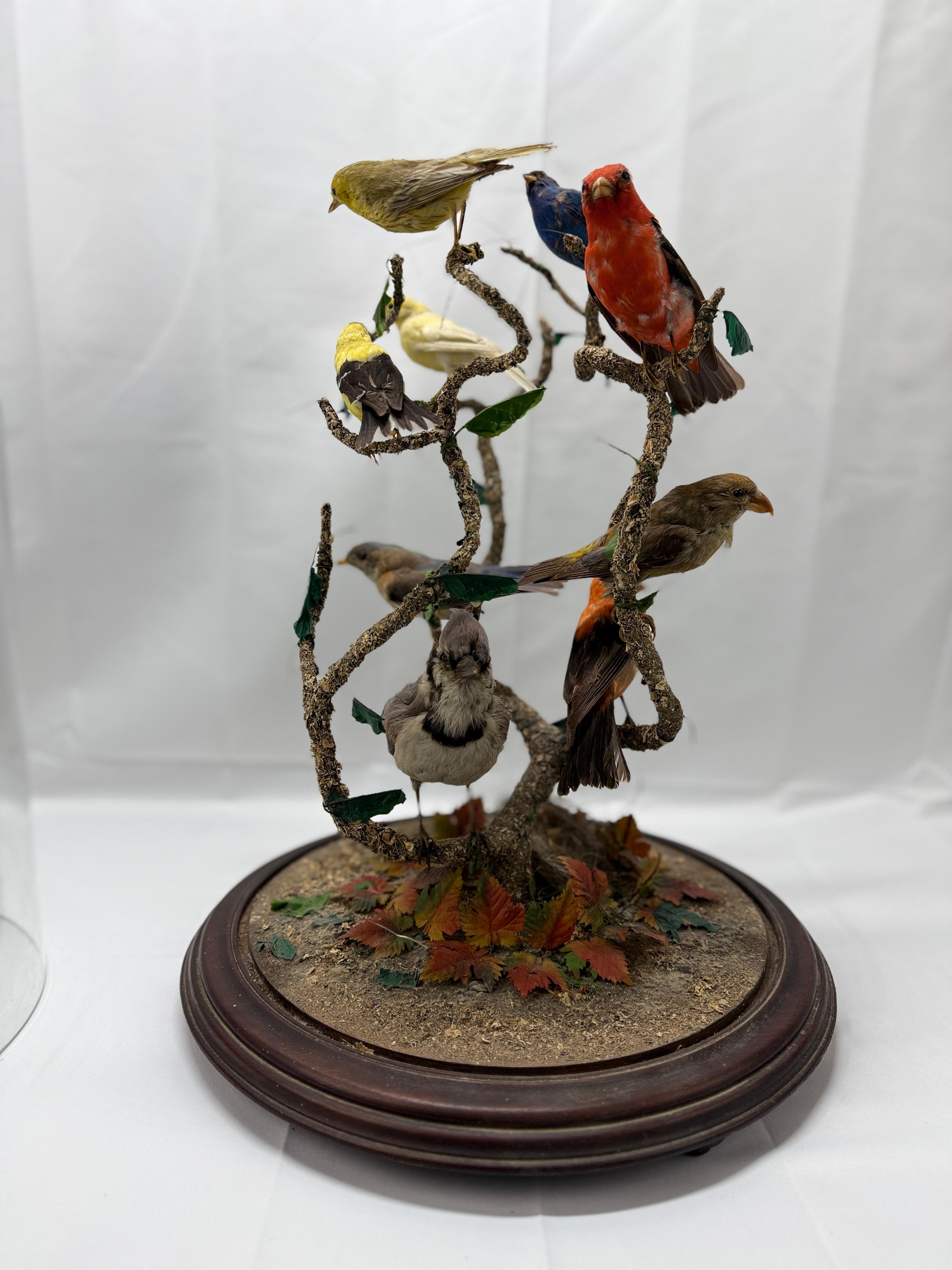 Large Victorian Domed 9 Bird Taxidermy Diorama Display 3