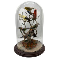 Large Victorian Domed 9 Bird Taxidermy Diorama Display