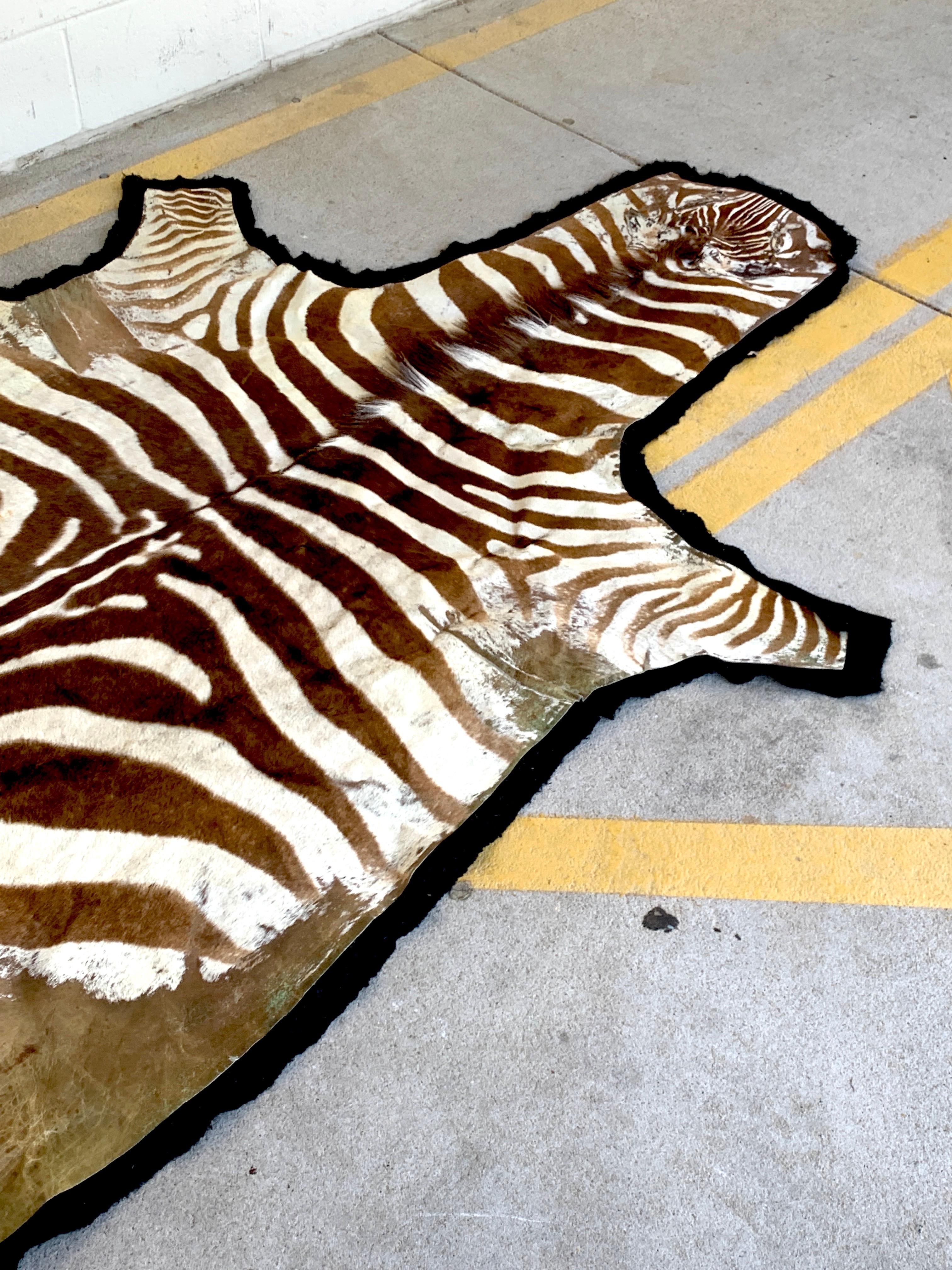 Large Vintage African Burchell Zebra Hide Rug For Sale 2