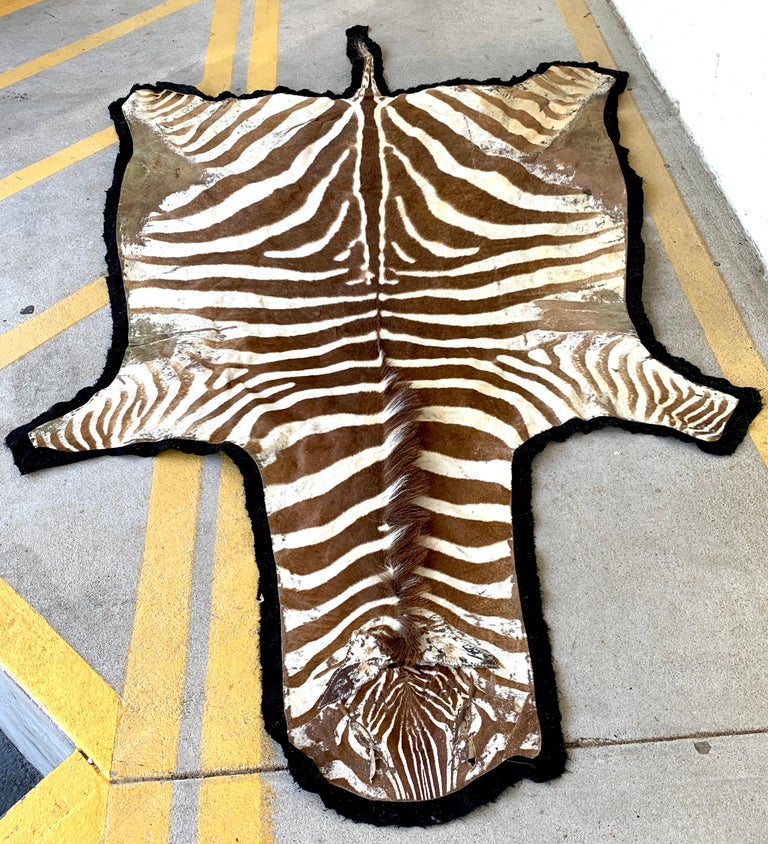 Large Vintage African Burchell Zebra Hide Rug For Sale at 1stDibs
