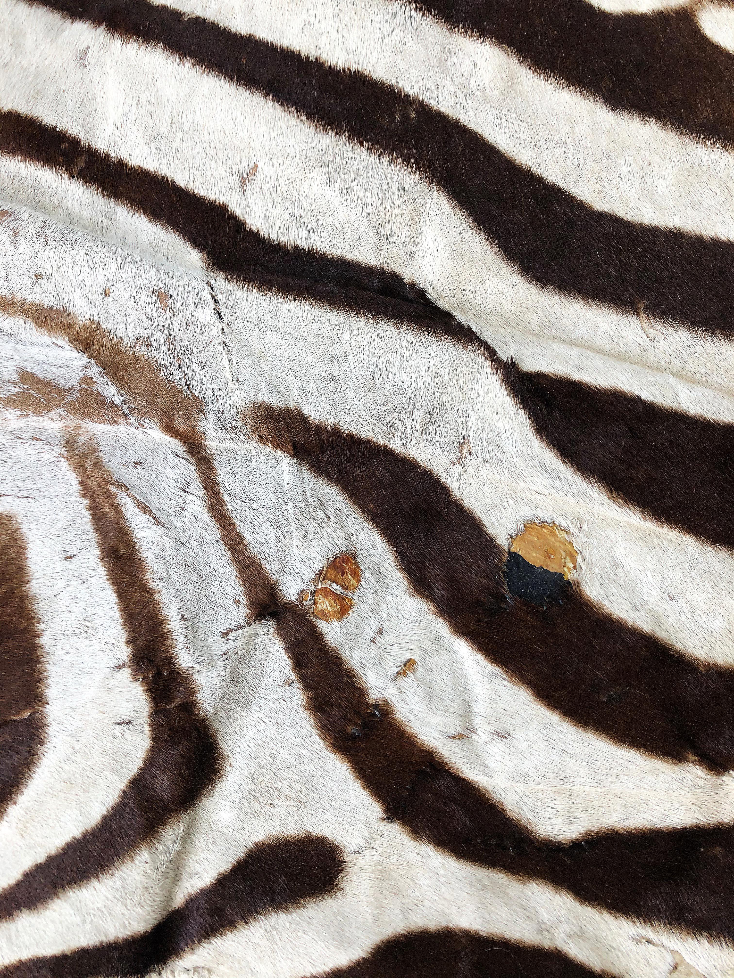Large Vintage African Zebra Hide Taxidermy Rug with Felt Backing In Good Condition In Miami, FL
