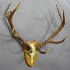Large Vintage Black Forest Stag Trophy from Salem, Germany, circa 1950