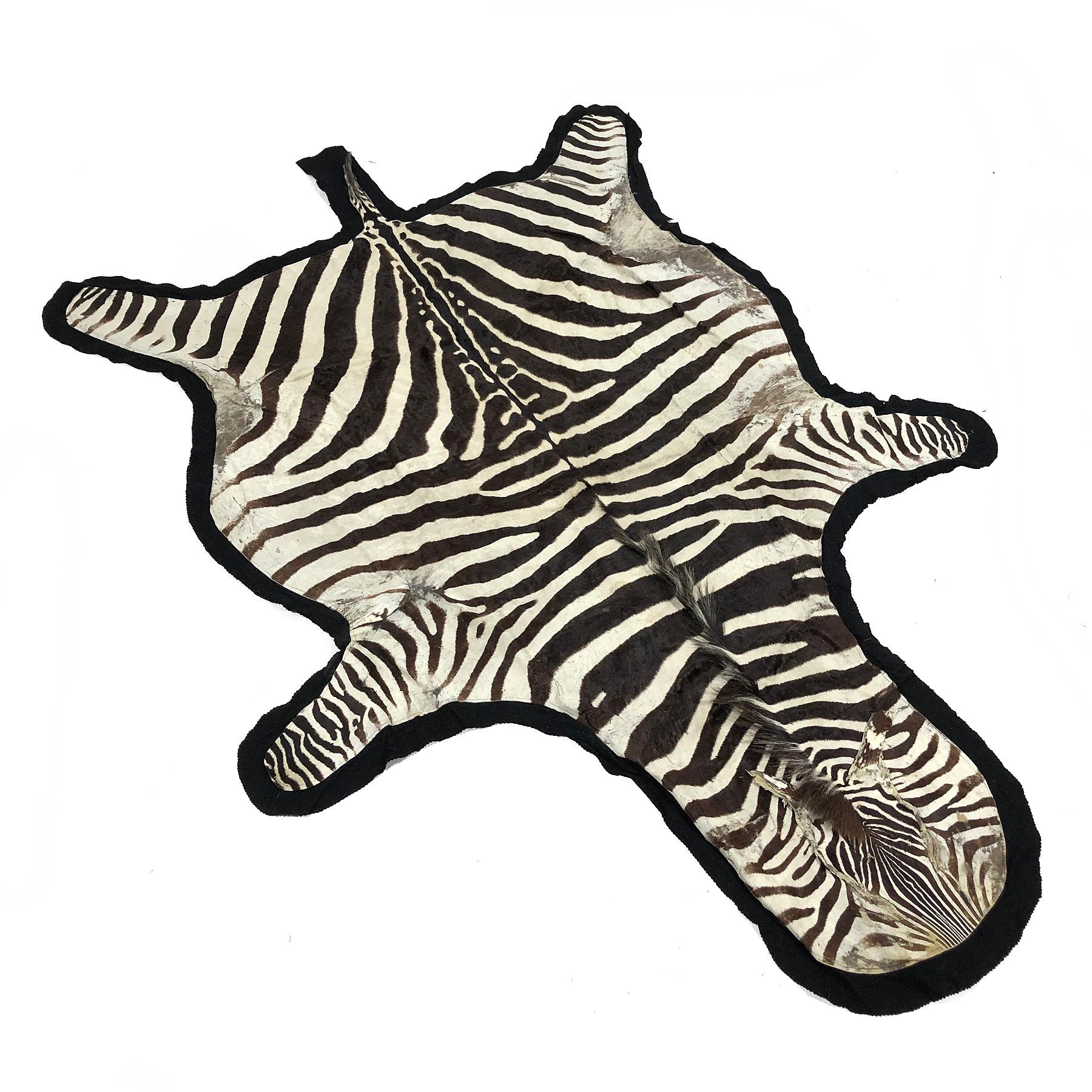 A fantastic vintage rug, this zebra hide is fully backed with black felt. It has particularly beautiful markings, a Fine mane, and shows a pleasing patina and wear appropriate for it's age.