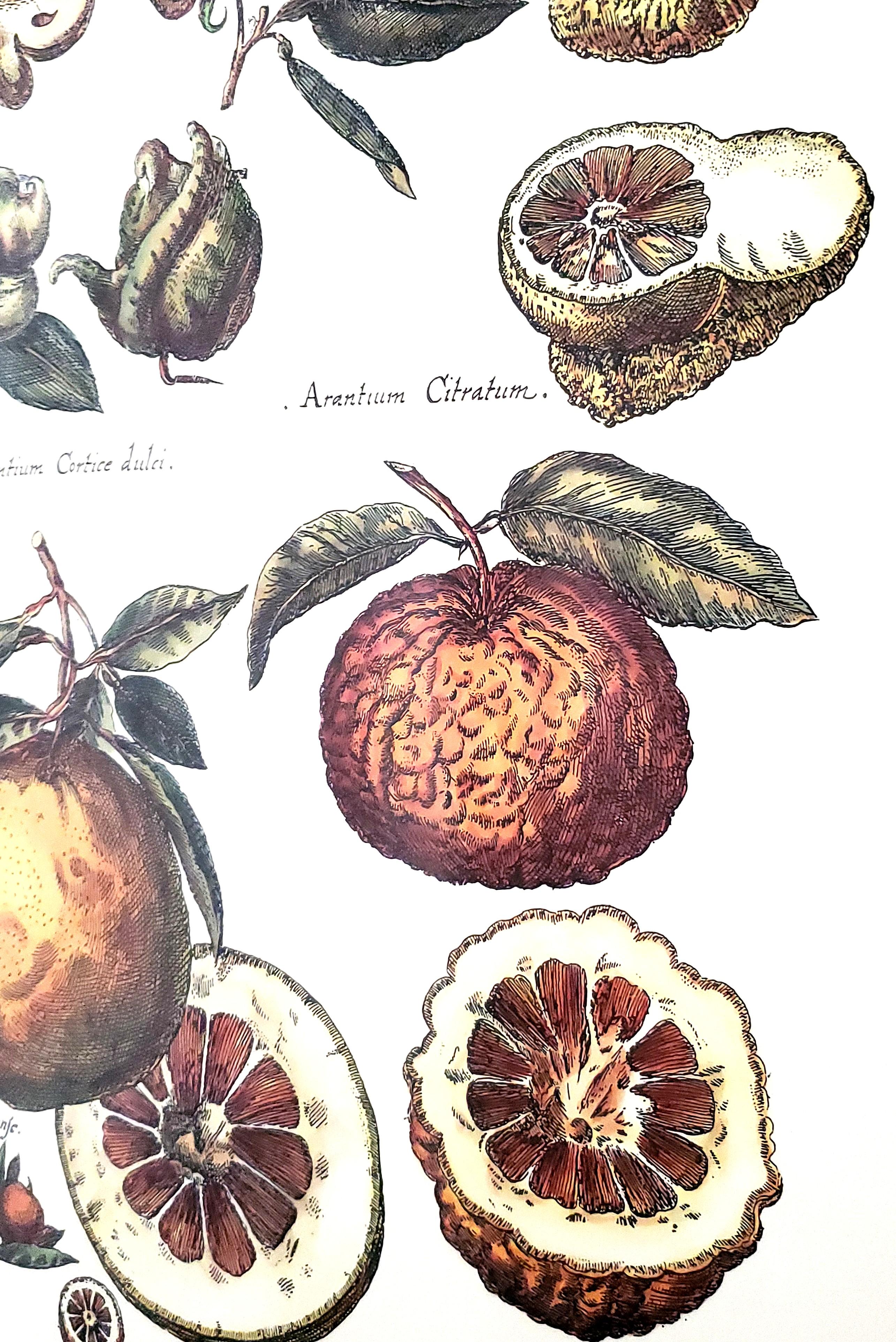 Grandi stampe botaniche d'epoca con riproduzione di agrumi - Una coppia in vendita 2