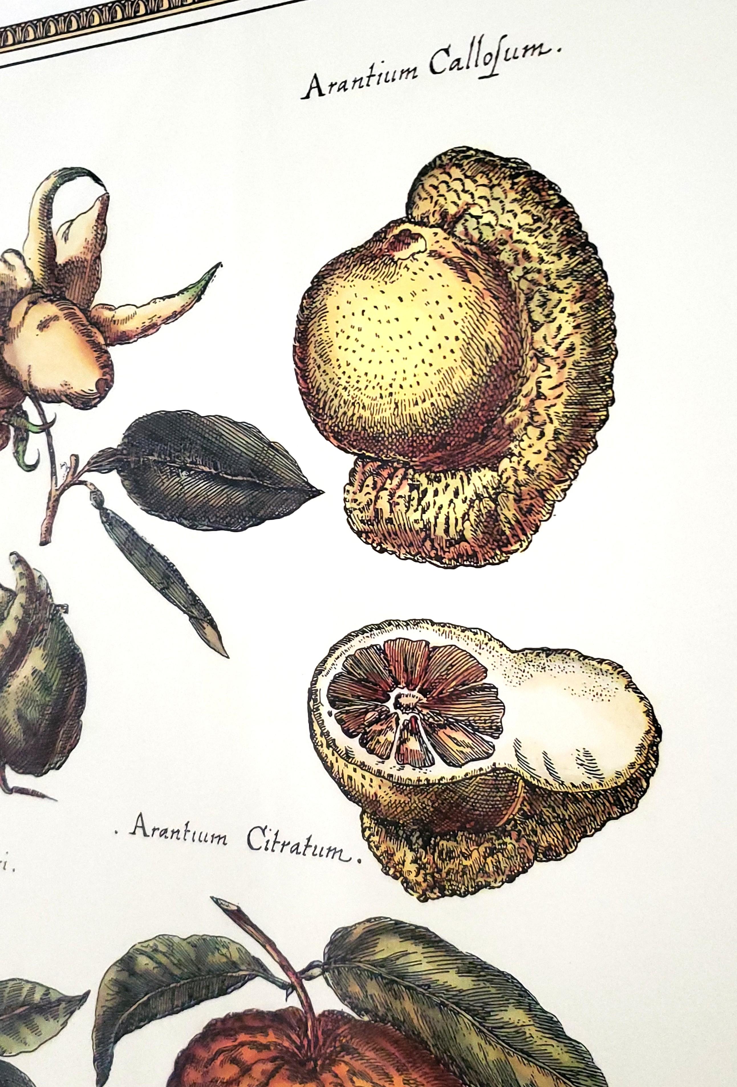Grandi stampe botaniche d'epoca con riproduzione di agrumi - Una coppia in vendita 3