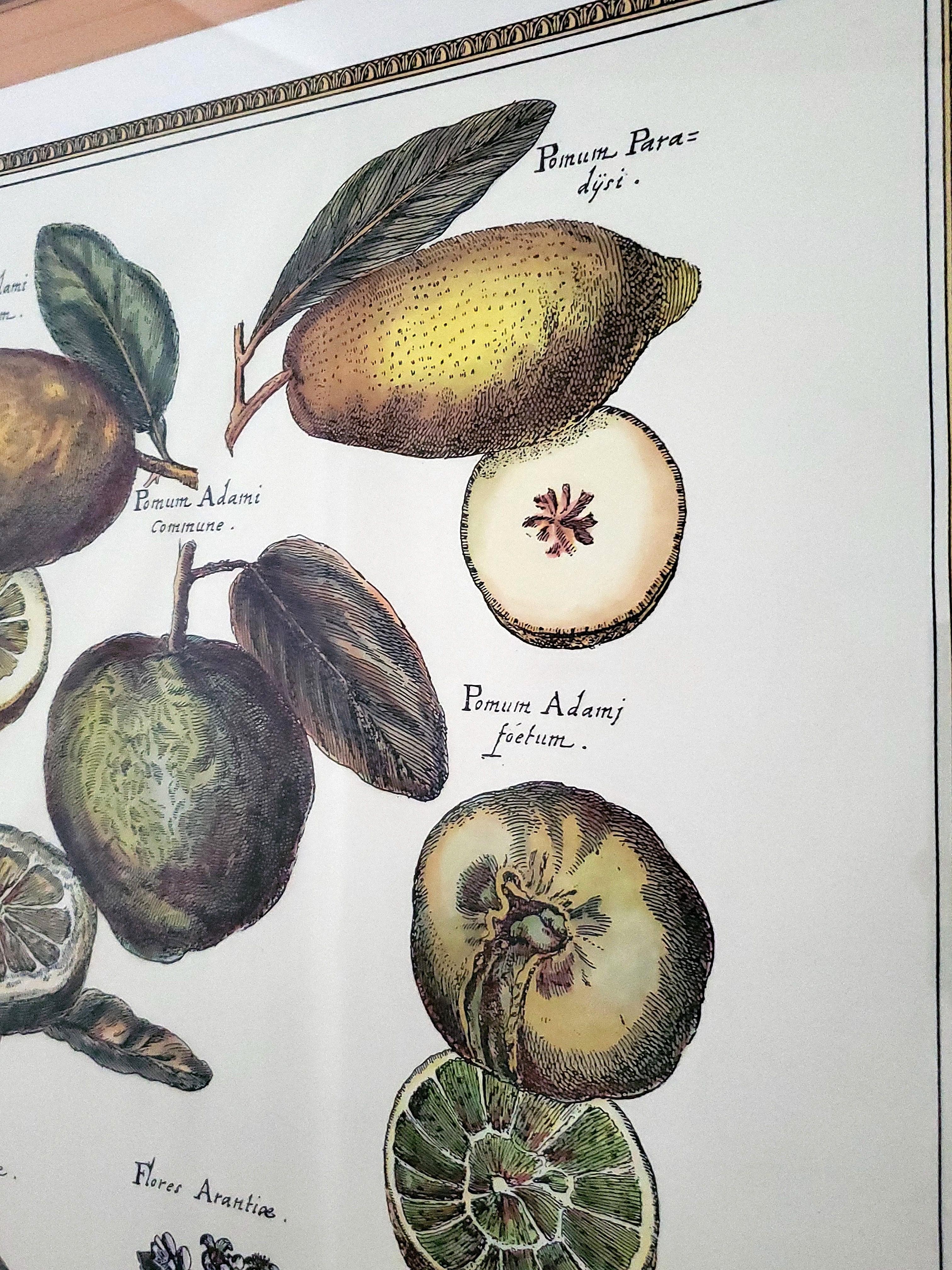 Grandi stampe botaniche d'epoca con riproduzione di agrumi - Una coppia in vendita 4