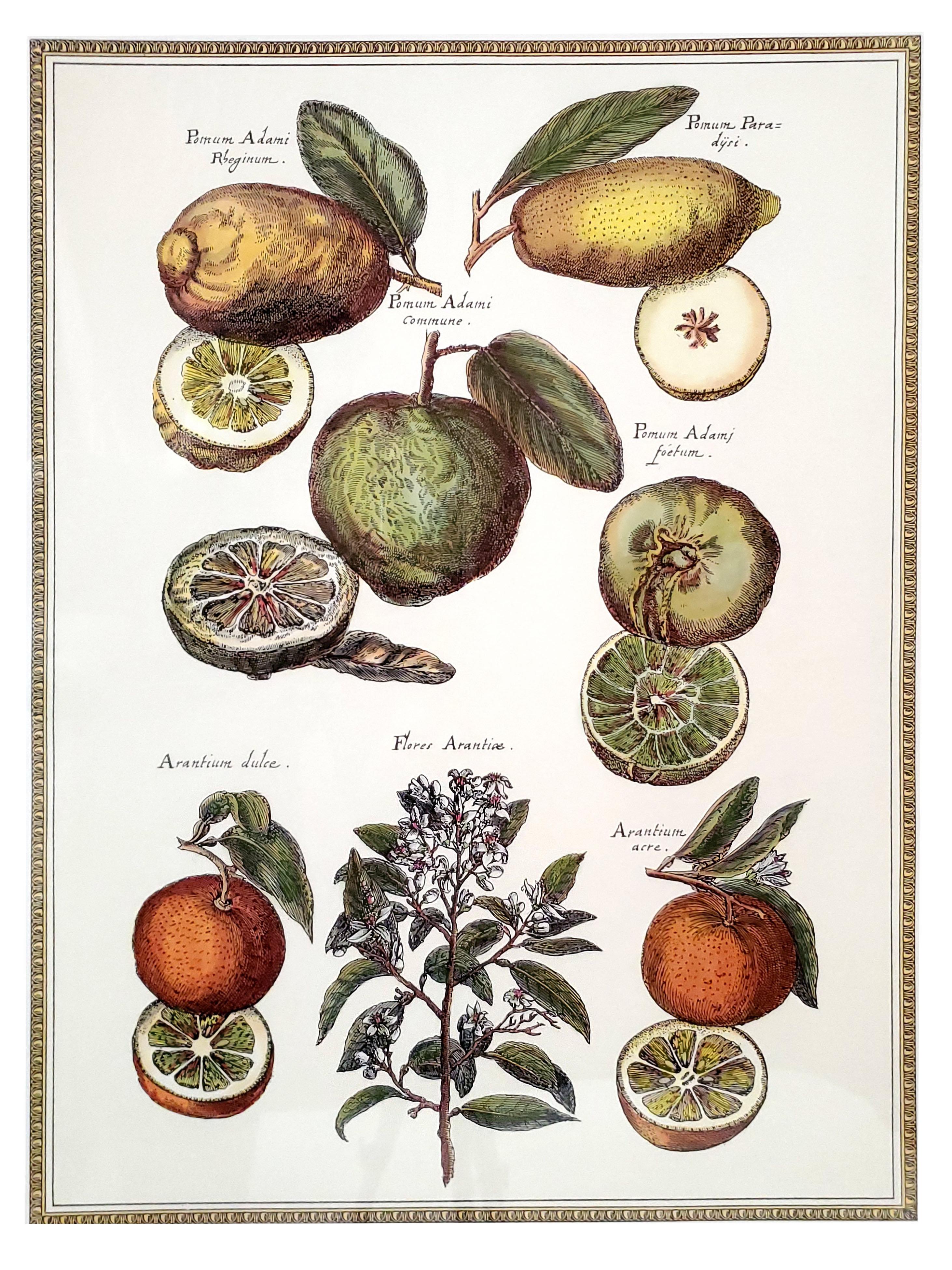 Paire de grandes reproductions vintage. Ils représentent une variété d'agrumes et de fleurs. Chaque fruit est signé de son nom scientifique 