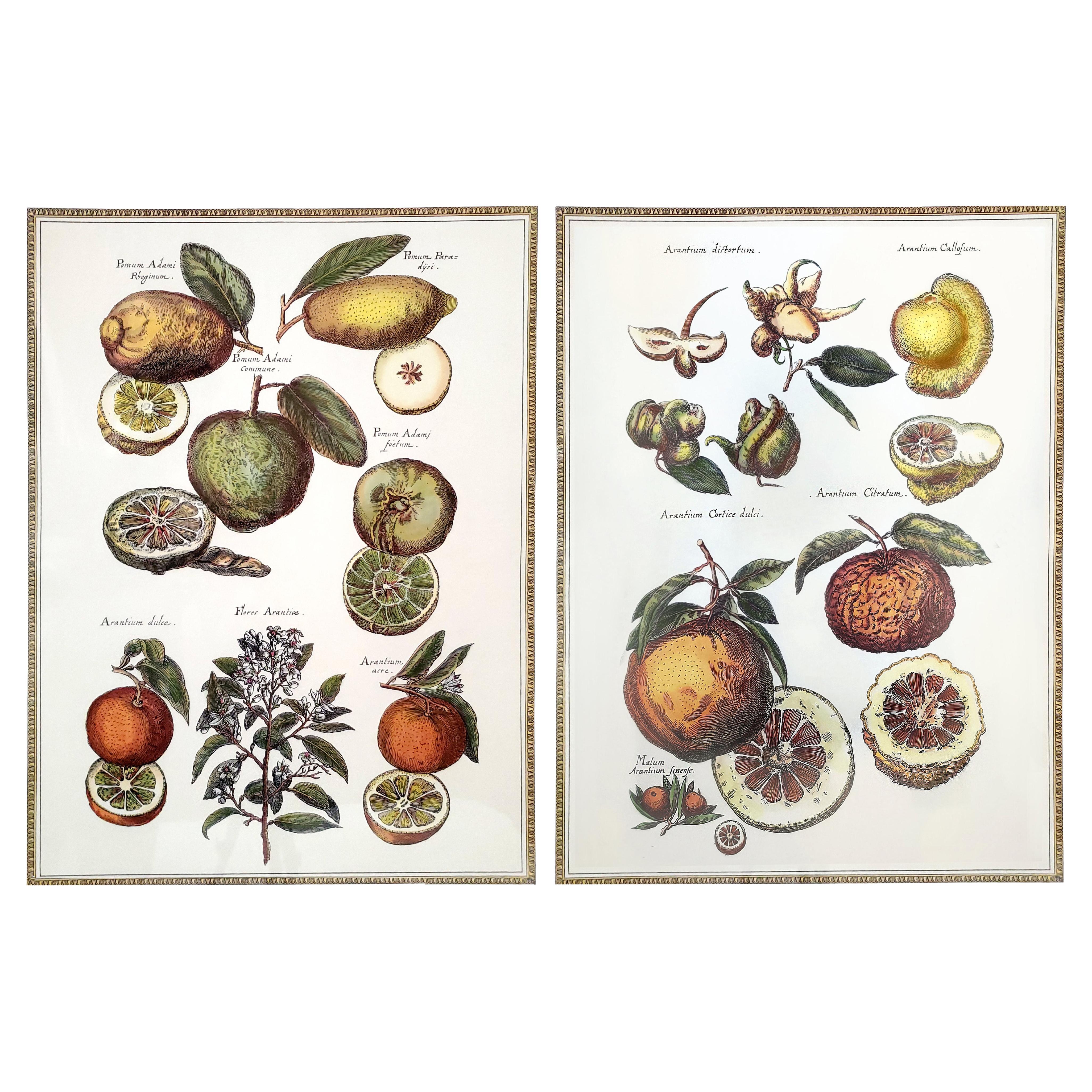 Large Vintage Citrus Fruit Botanical Reproduction Prints - A Pair