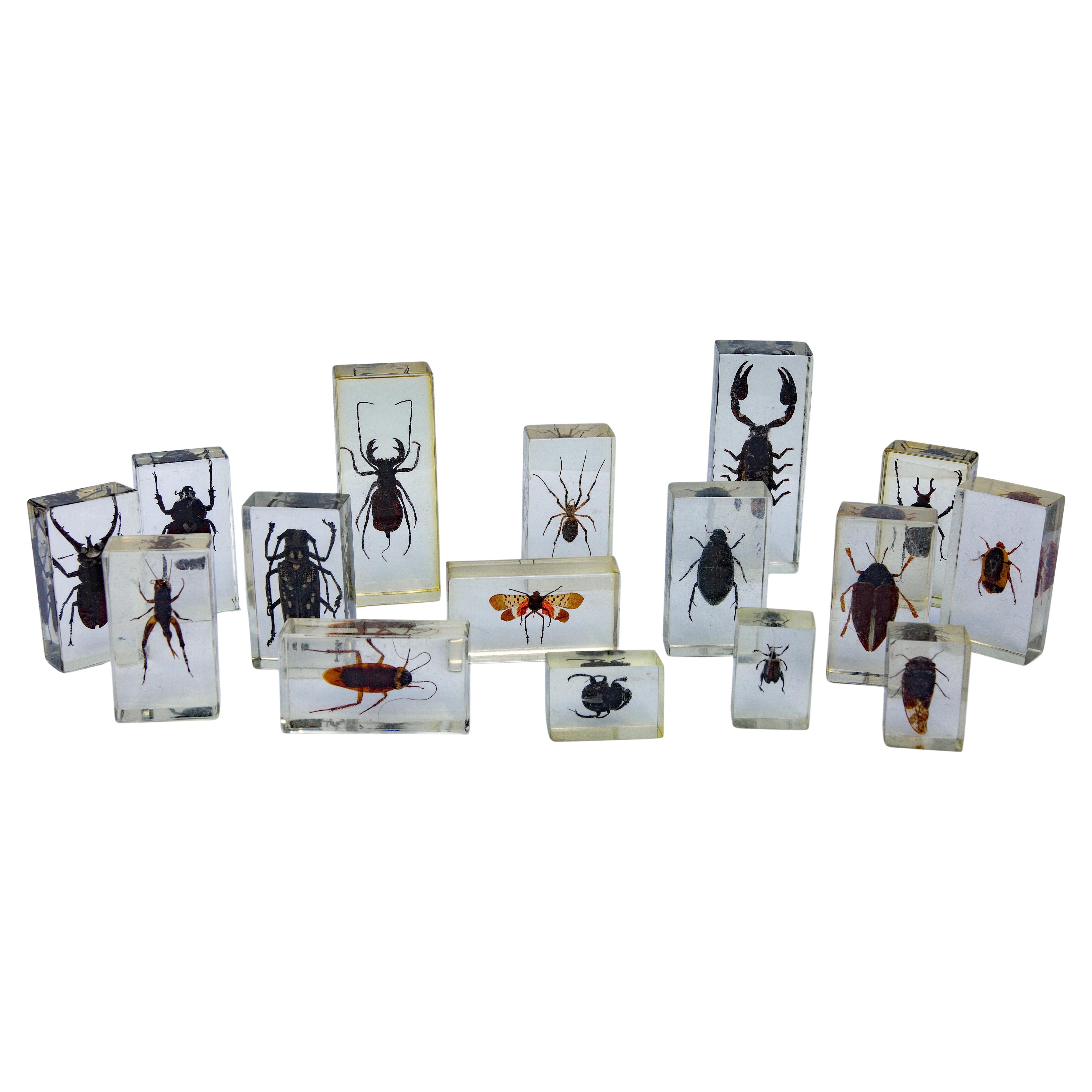 Grande collezione d'epoca di 39 esemplari di insetti racchiusi in lucite. Le dimensioni variano da 4,25