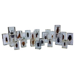 Große Vintage Collection of 39 Lucite Encased  Insektenstudien-Proben