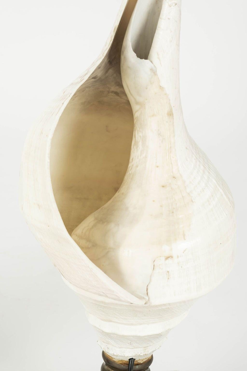 Large Vintage Conch Shell Lamps For Sale 1