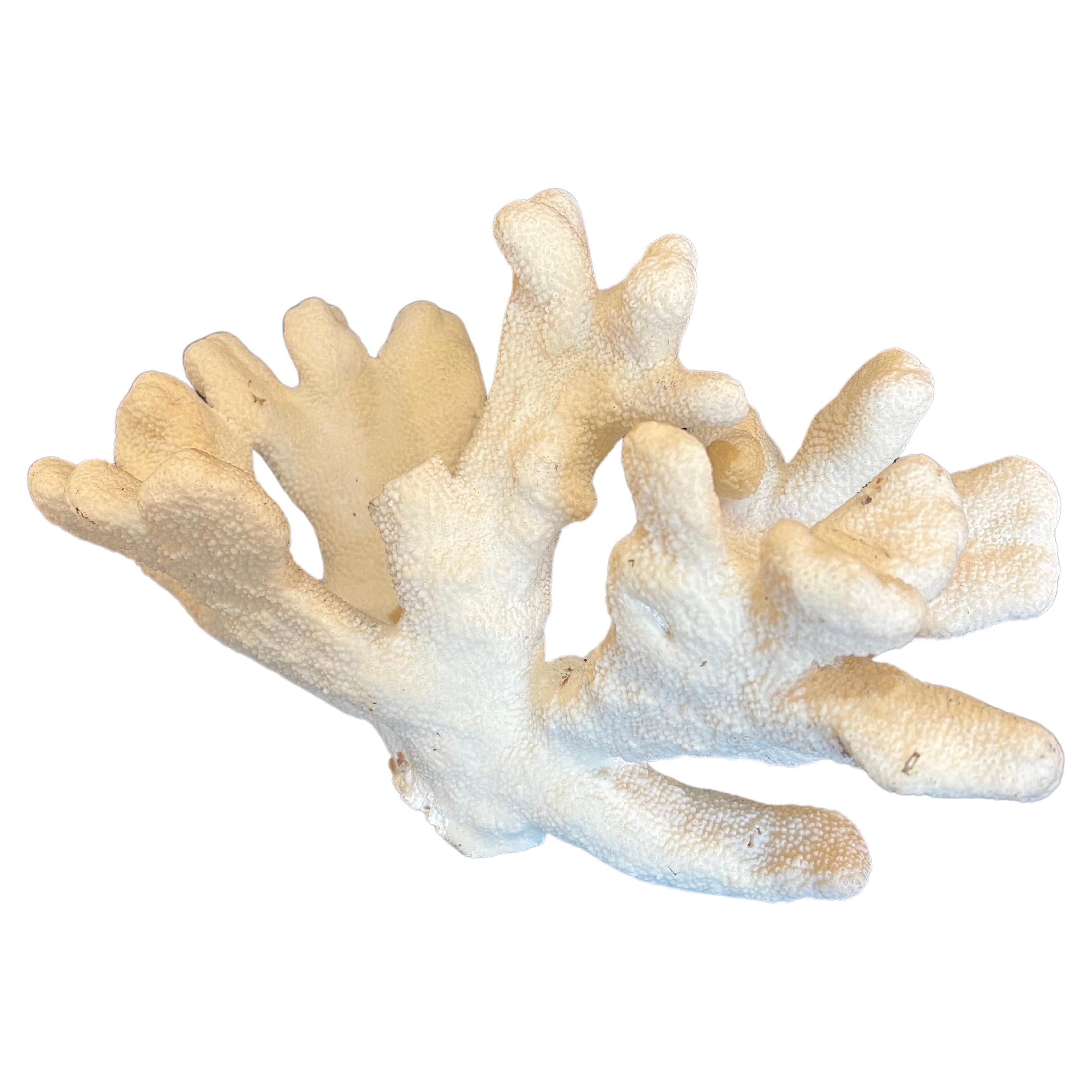 Beautiful large coral specimen in as/is condition with some broken arms due to age.