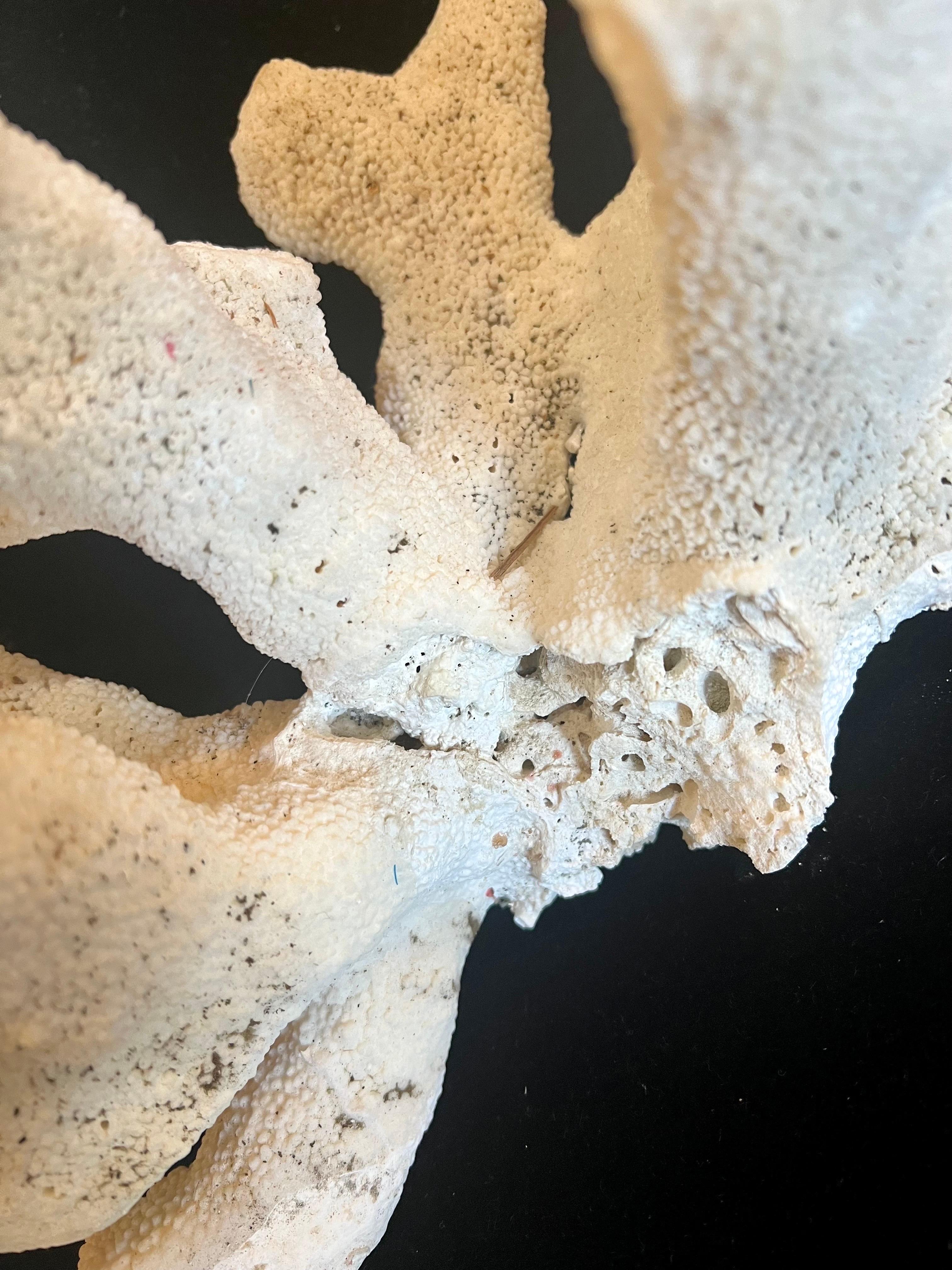 large piece of coral