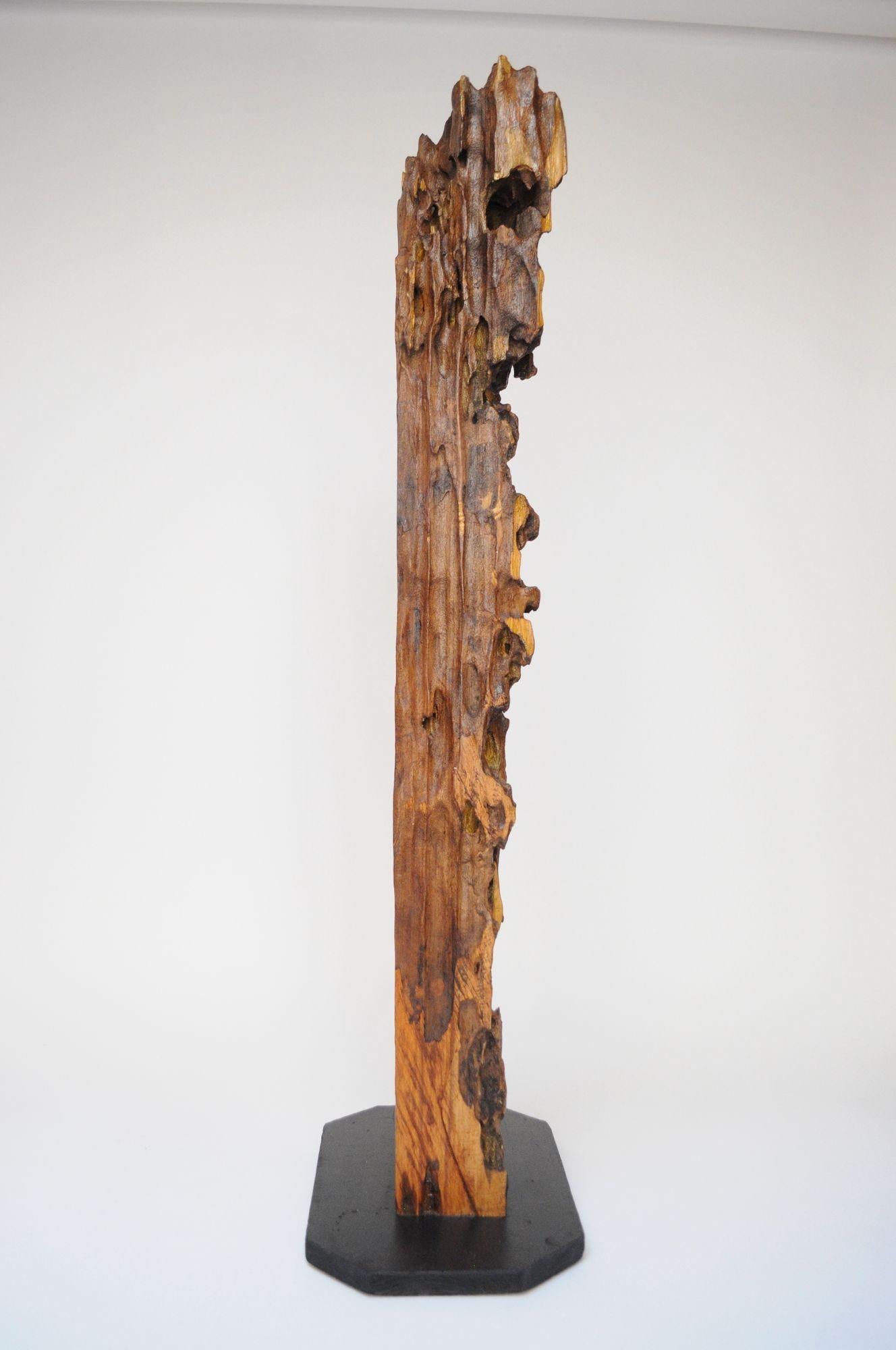 Beeindruckende, statuenhafte Treibholzskulptur auf einem schwarz lackierten Holzsockel (ca. 1970er Jahre, USA).
Ausgewählte Ritzen im Holz wurden mit Goldfarbe bemalt, was der ansonsten rustikalen Form ein luxuriöses Element verleiht.
Sehr guter