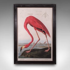 Large Vintage Flamingo Picture, English, Framed Print, JJ Audubon, Wildlife Art