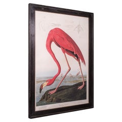 Large Vintage Flamingo Picture, English, Framed Print, JJ Audubon, Wildlife Art