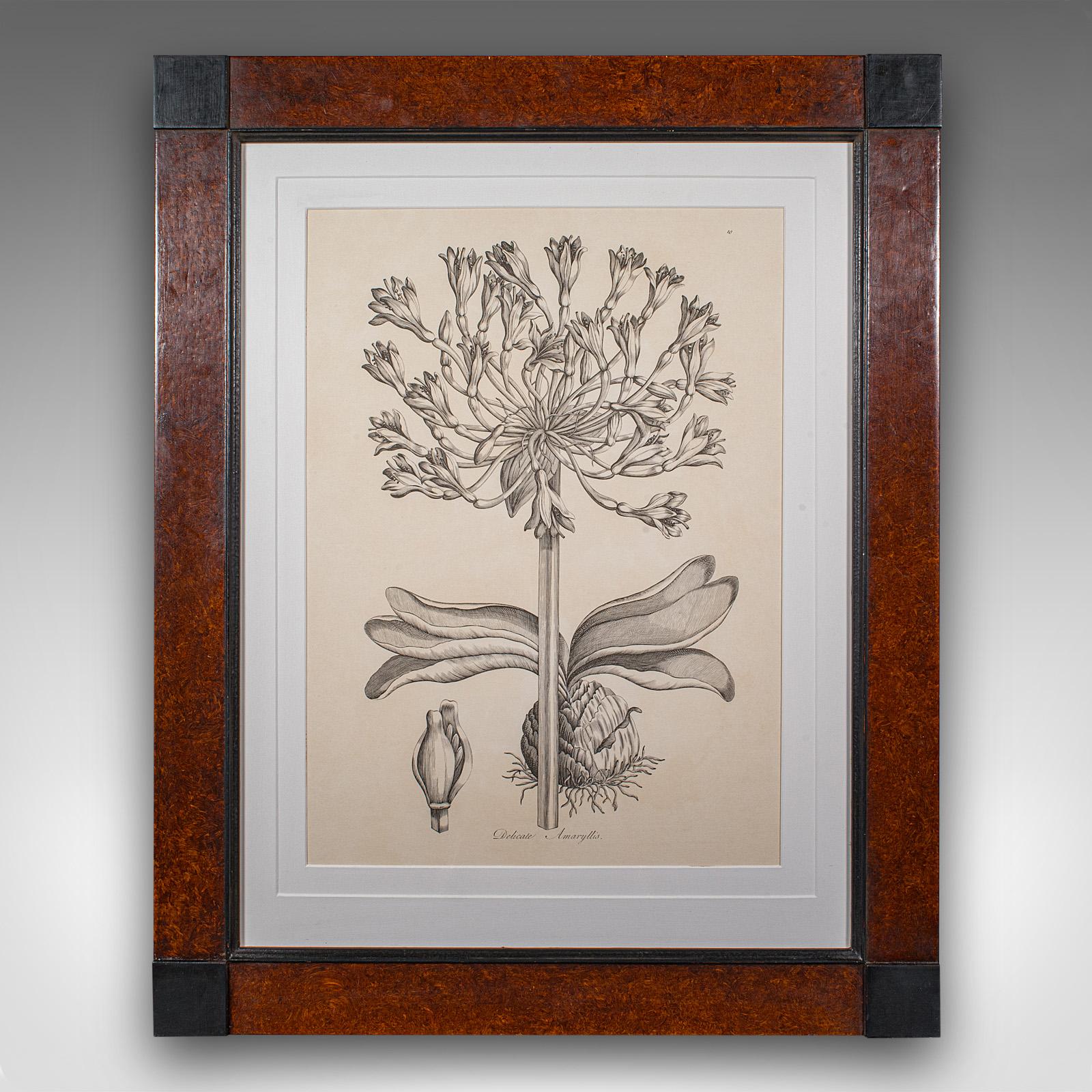 
Dies ist ein gerahmter botanischer Druck im Vintage-Stil. Eine englische Lithographie einer Amaryllis aus dem späten 20. Jahrhundert, etwa 1980.

Hochwertige botanische Studie, präsentiert als geschmackvoller Druck
Zeigt eine wünschenswerte