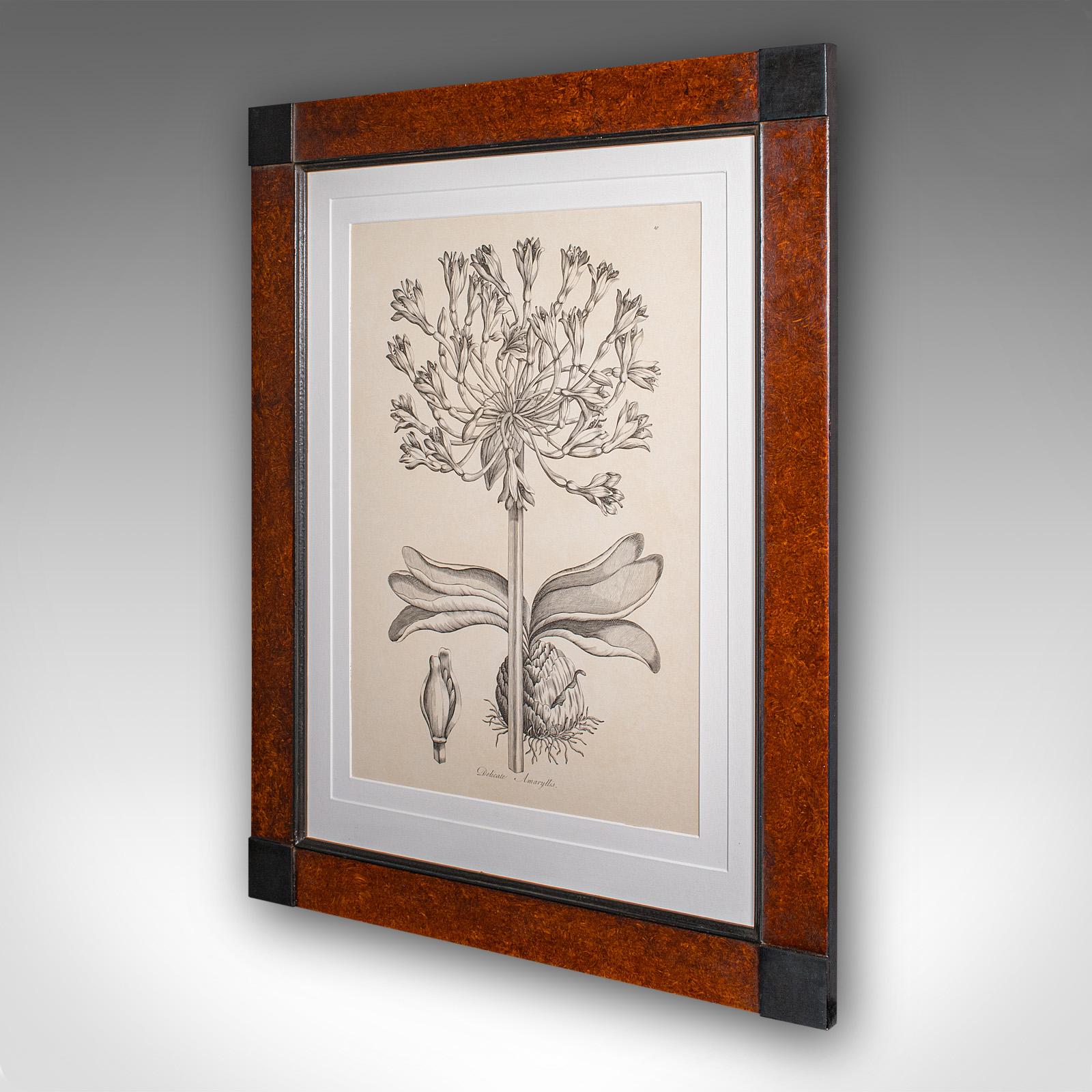 Großer gerahmter botanischer Vintage-Druck, englisch, Kunst, Bild, Amaryllis-Studie (Moderne der Mitte des Jahrhunderts) im Angebot
