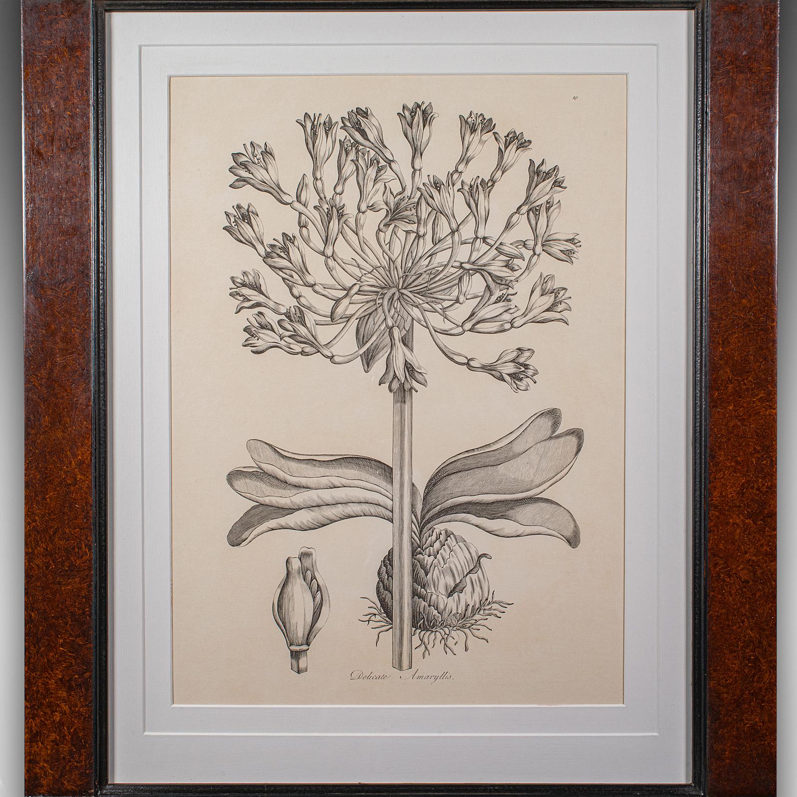 Großer gerahmter botanischer Vintage-Druck, englisch, Kunst, Bild, Amaryllis-Studie (Britisch) im Angebot