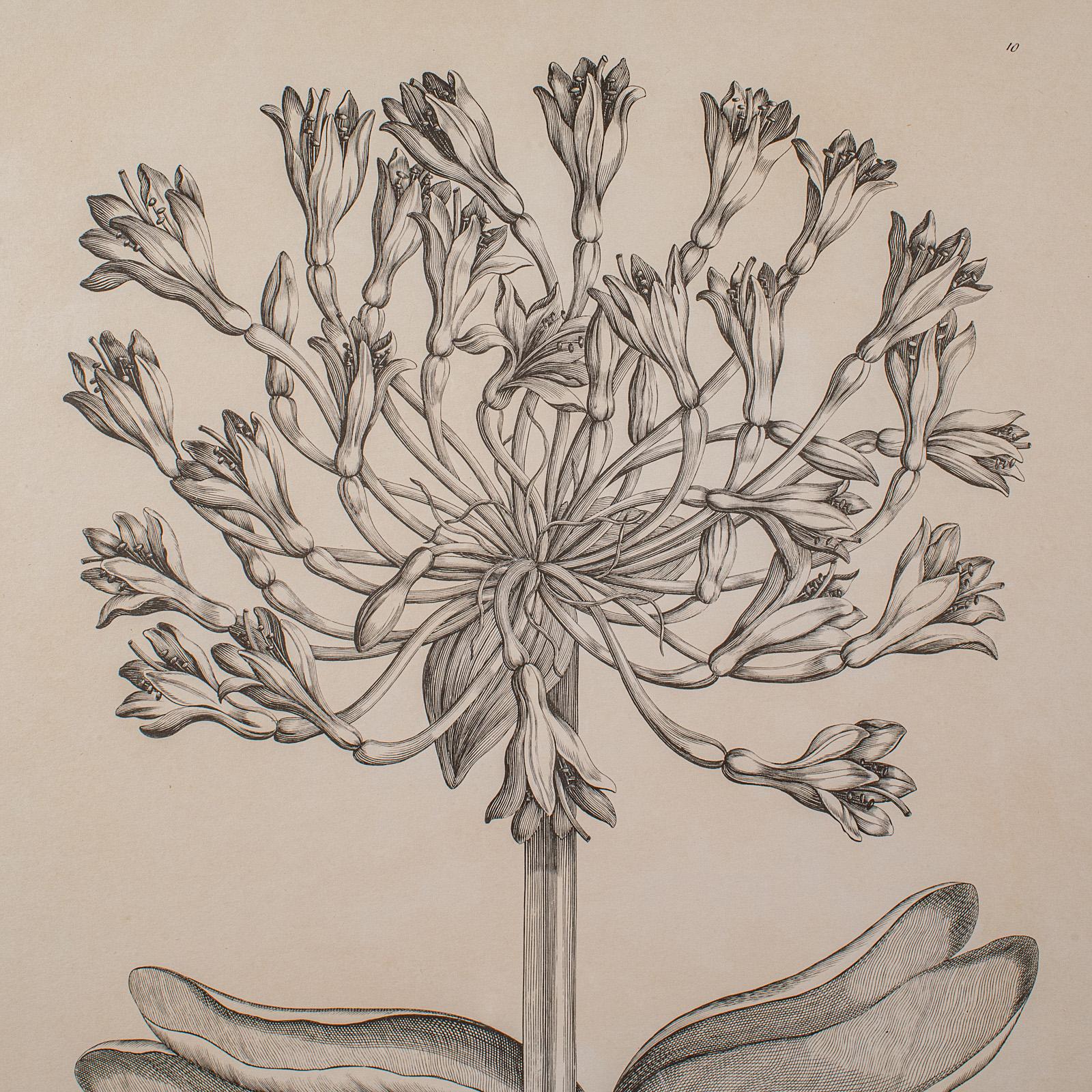 Großer gerahmter botanischer Vintage-Druck, englisch, Kunst, Bild, Amaryllis-Studie im Zustand „Gut“ im Angebot in Hele, Devon, GB