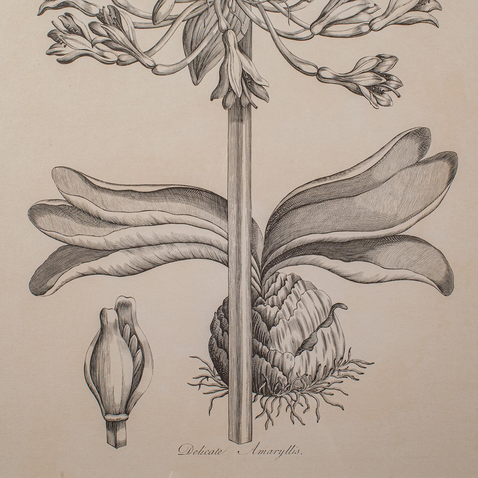 Großer gerahmter botanischer Vintage-Druck, englisch, Kunst, Bild, Amaryllis-Studie (20. Jahrhundert) im Angebot