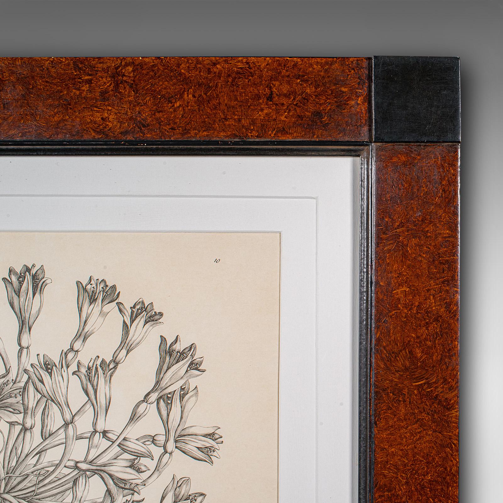 Großer gerahmter botanischer Vintage-Druck, englisch, Kunst, Bild, Amaryllis-Studie (Papier) im Angebot