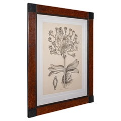 Gran Impresión Botánica Vintage Enmarcada, Inglés, Arte, Cuadro, Estudio Amarilis