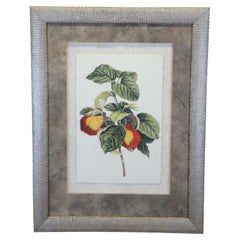 Large Vintage French Pancrace Bessa Pear Tree Framed Botanical Print 46"