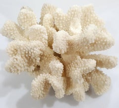 Large Vintage Natural Real Sea Coral Reef Specimen Beach Decor