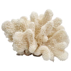 Large Vintage Natural Real Sea Coral Reef Specimen Beach Decor