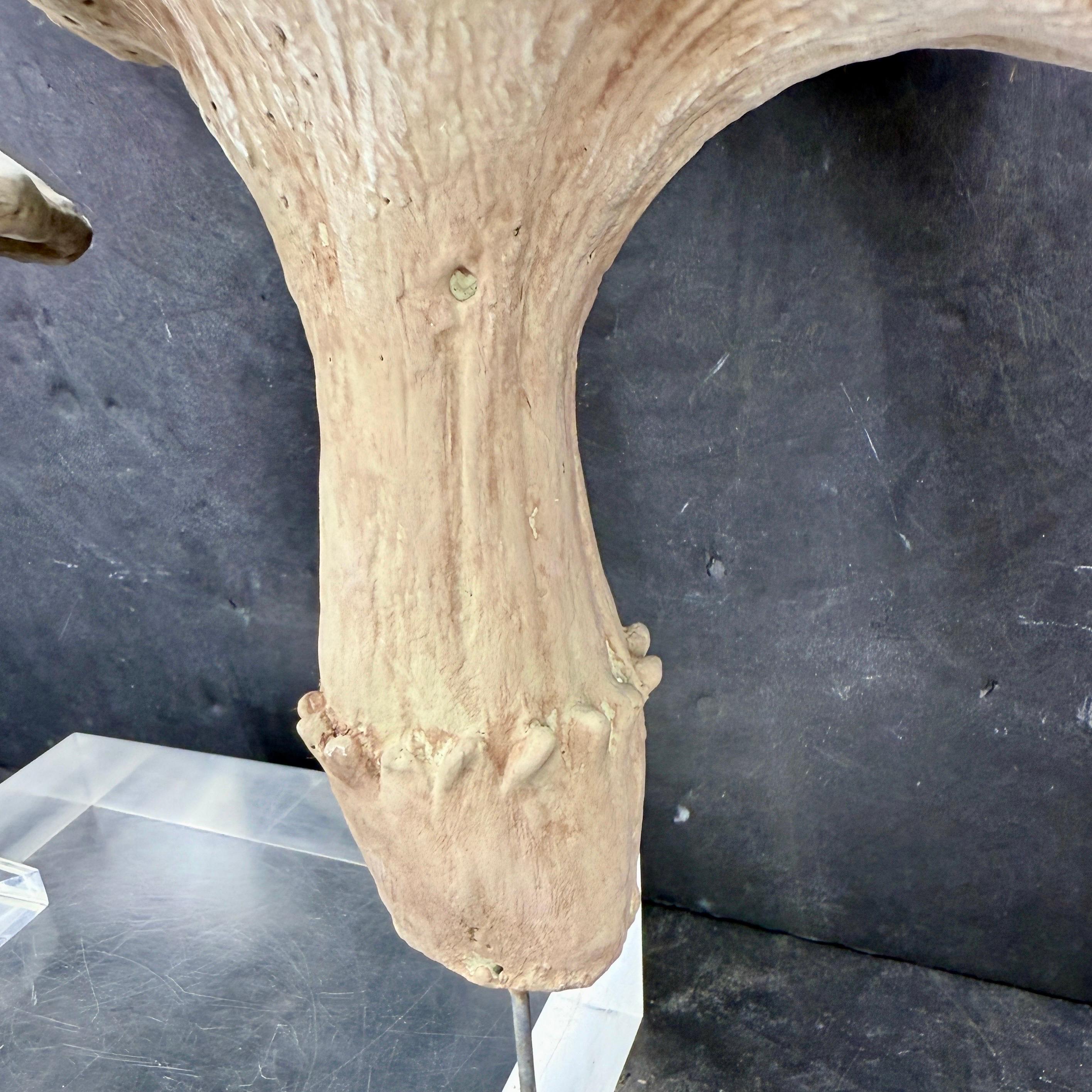 Large Vintage Pair of Two Concrete Chanterelles Mushroom Garden Ornaments For Sale 8