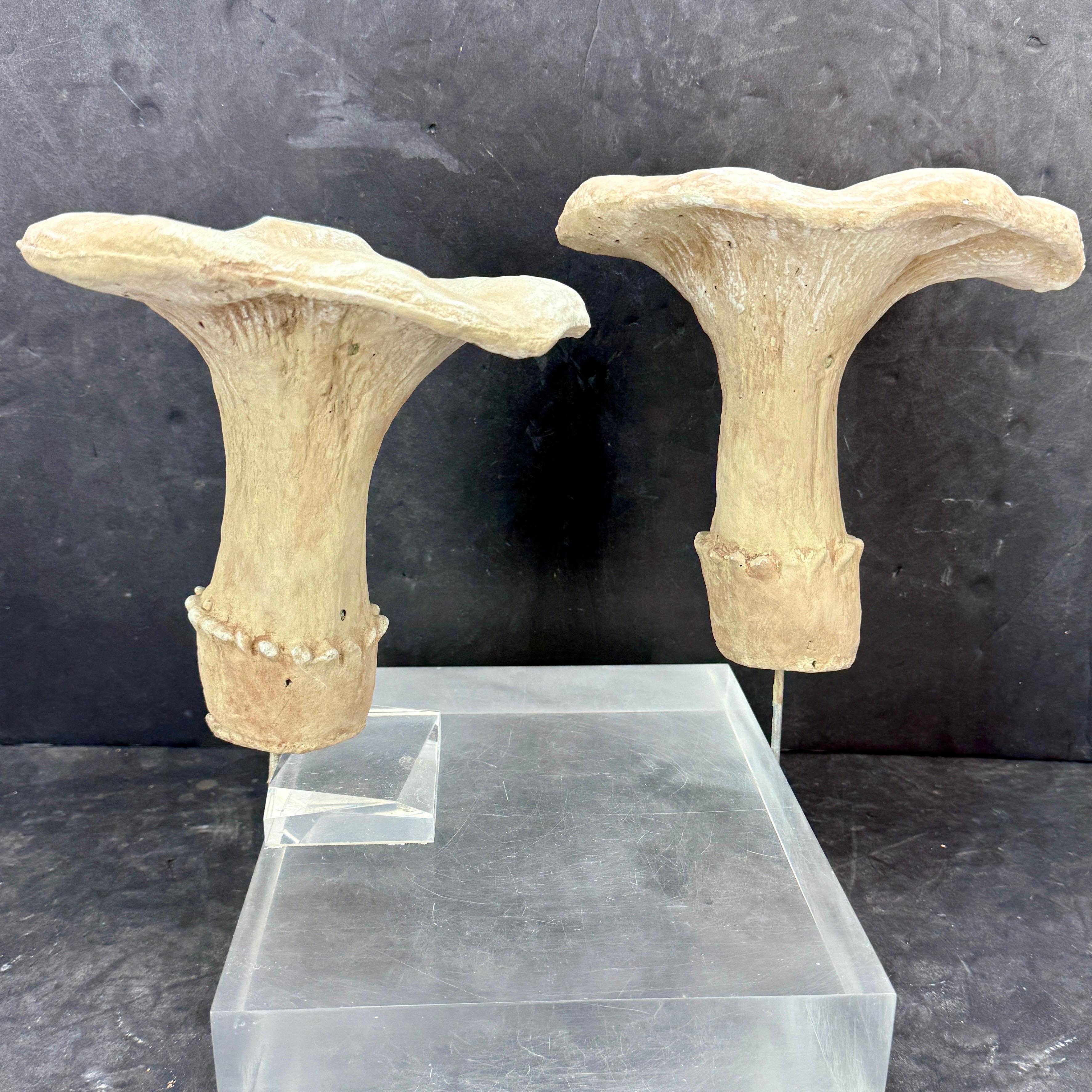 Belgian Large Vintage Pair of Two Concrete Chanterelles Mushroom Garden Ornaments For Sale
