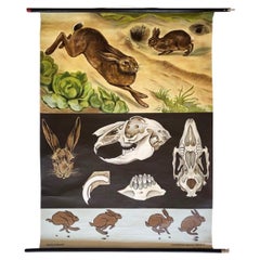 Großer Vintage-Druck von Tierbildern, Schule-Wandtafel eines Kaninchens, Deutschland, 1960er Jahre