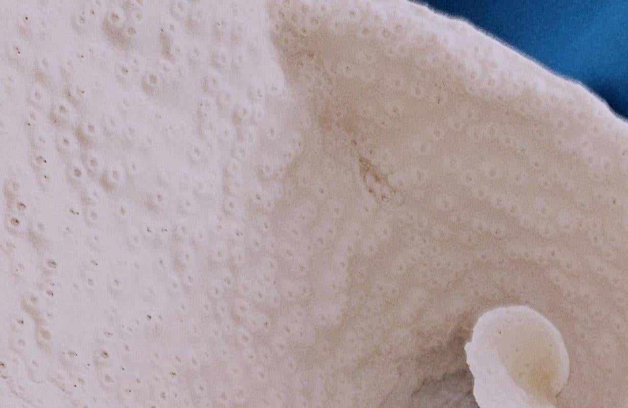 Specimen naturale di corallo di barriera di grandi dimensioni, reale.  (solo per le spedizioni negli Stati Uniti) in vendita 2