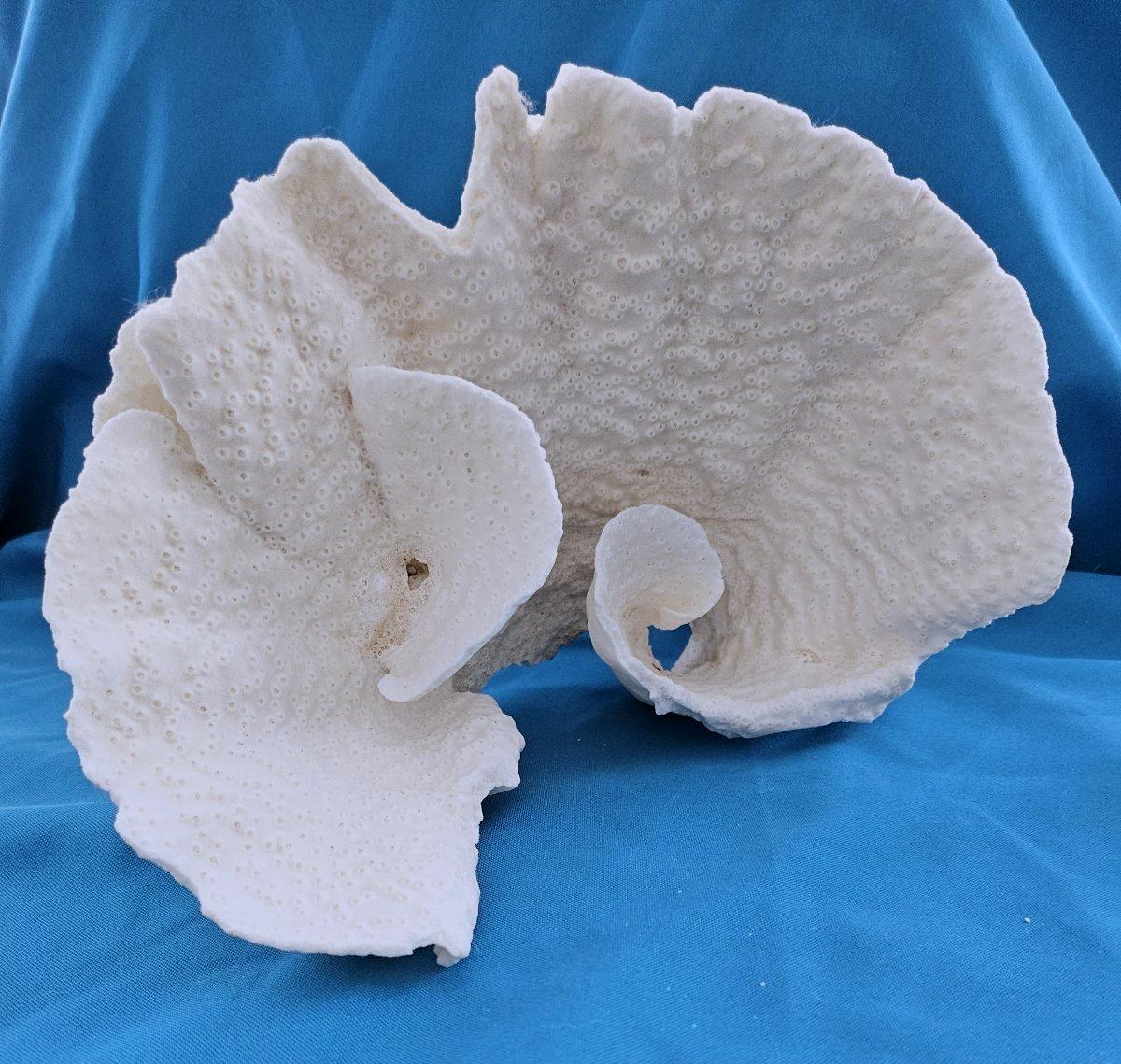 Sconosciuto Specimen naturale di corallo di barriera di grandi dimensioni, reale.  (solo per le spedizioni negli Stati Uniti) in vendita
