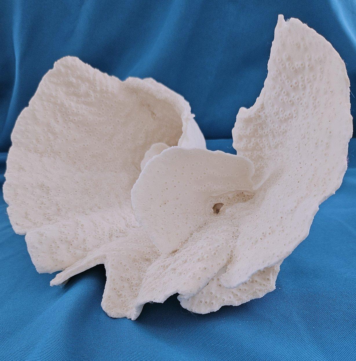 Altro Specimen naturale di corallo di barriera di grandi dimensioni, reale.  (solo per le spedizioni negli Stati Uniti) in vendita