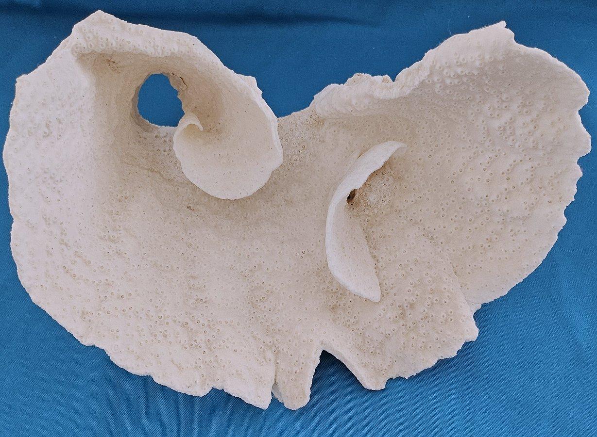 Specimen naturale di corallo di barriera di grandi dimensioni, reale.  (solo per le spedizioni negli Stati Uniti) In condizioni buone in vendita a Warrenton, OR