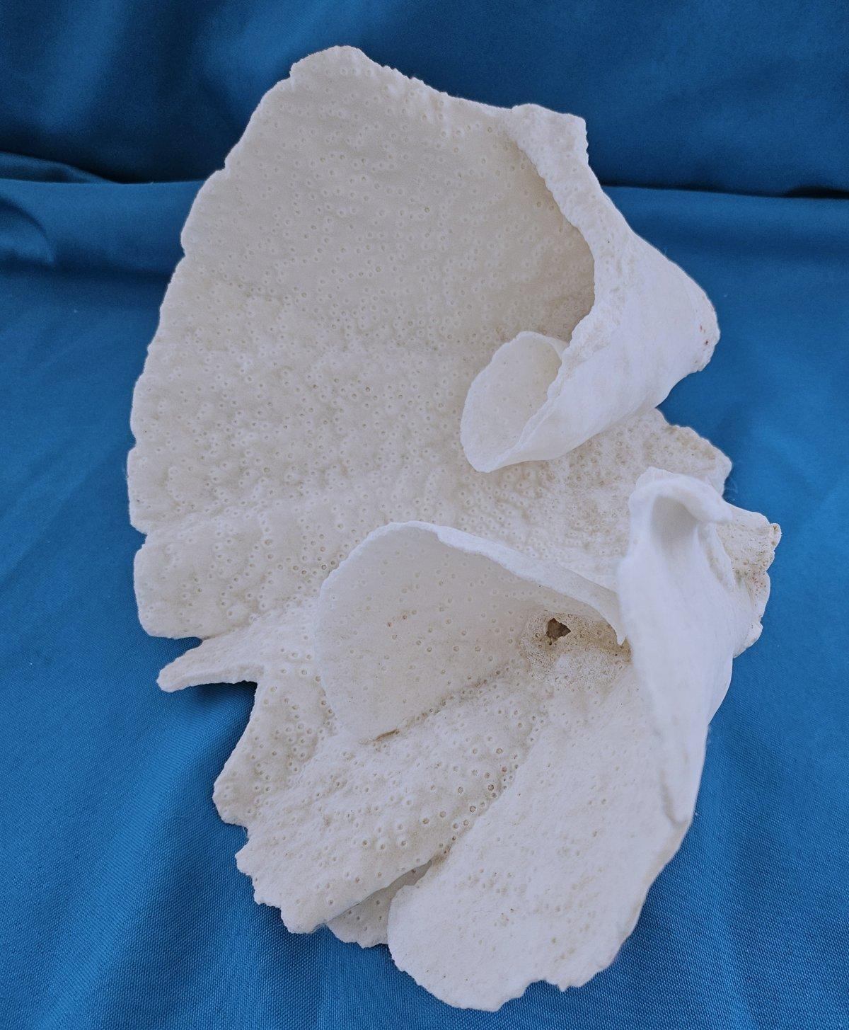 XX secolo Specimen naturale di corallo di barriera di grandi dimensioni, reale.  (solo per le spedizioni negli Stati Uniti) in vendita