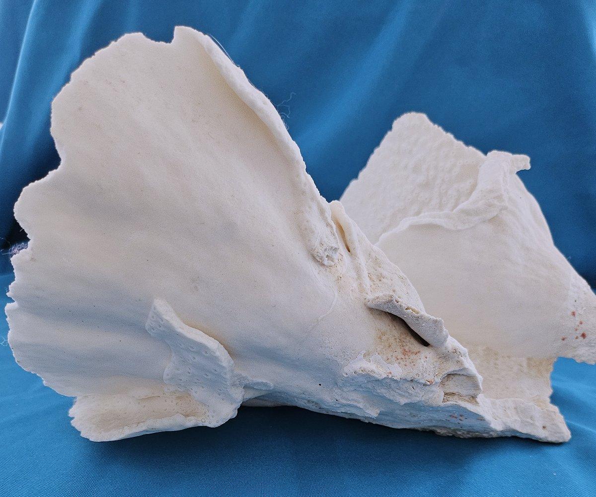 Corallo Specimen naturale di corallo di barriera di grandi dimensioni, reale.  (solo per le spedizioni negli Stati Uniti) in vendita