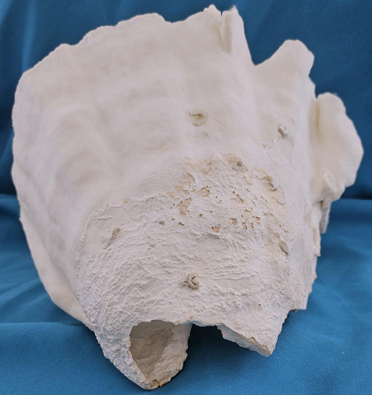 Specimen naturale di corallo di barriera di grandi dimensioni, reale.  (solo per le spedizioni negli Stati Uniti) in vendita 1