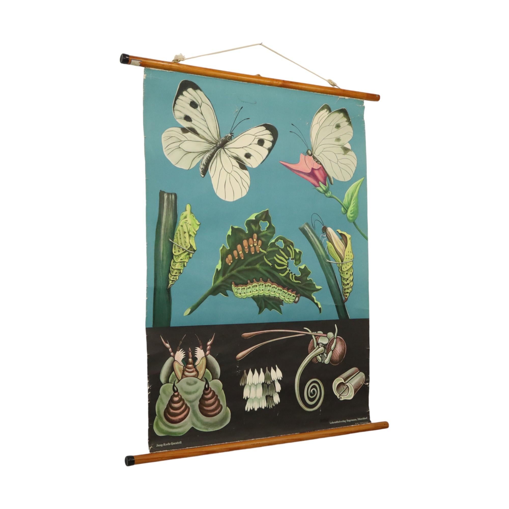 Precioso gran mapa escolar de época, cartel escolar sobre la mariposa, papel sobre lino, por Jung Koch Quentell, fechado en 1967, Alemania.

Póster educativo, que además es muy decorativo, bonito contraste con el fondo negro y azul, ¡objeto de