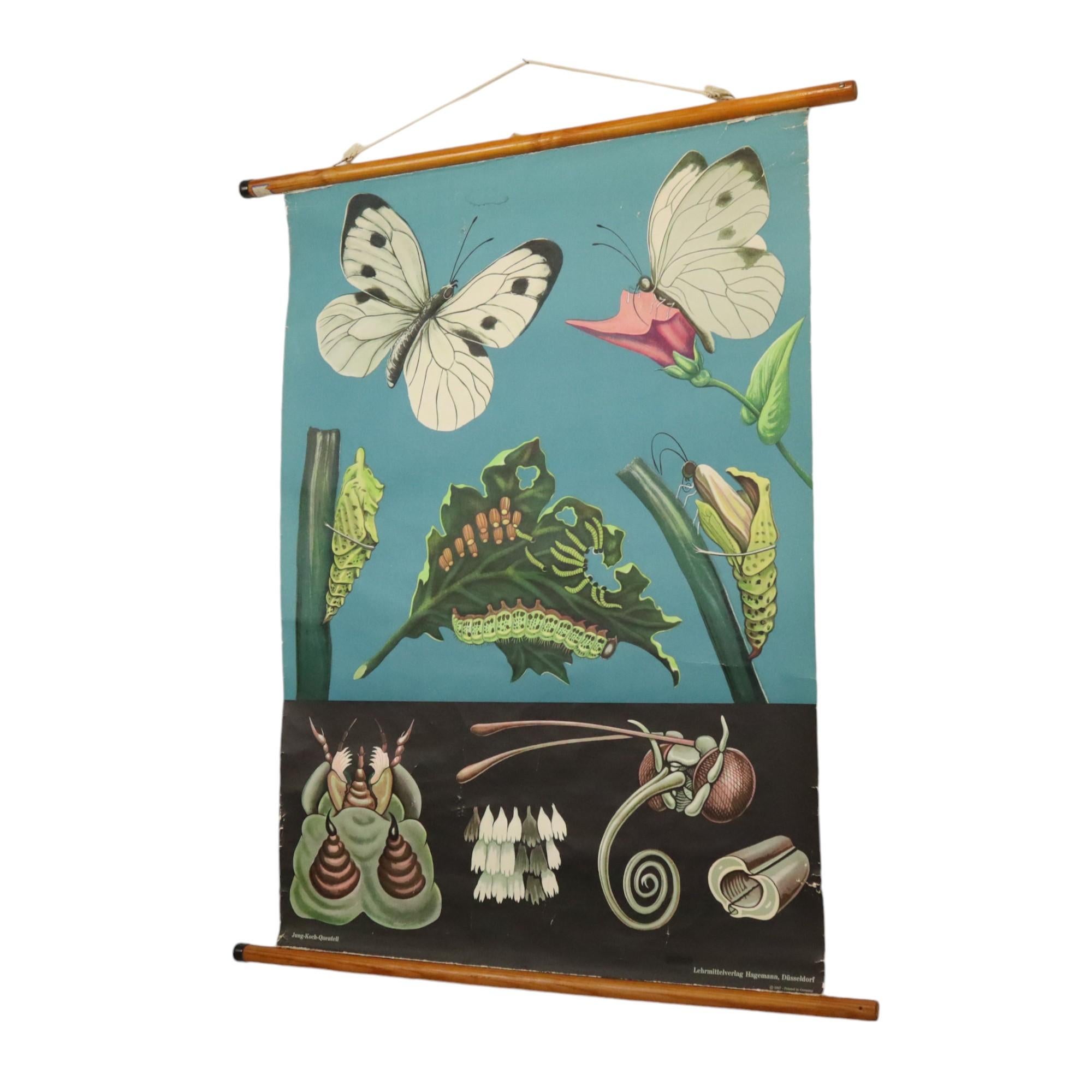 Gran Tarjeta Escolar Vintage La Mariposa Jung Koch Quentell 118cm Alemán