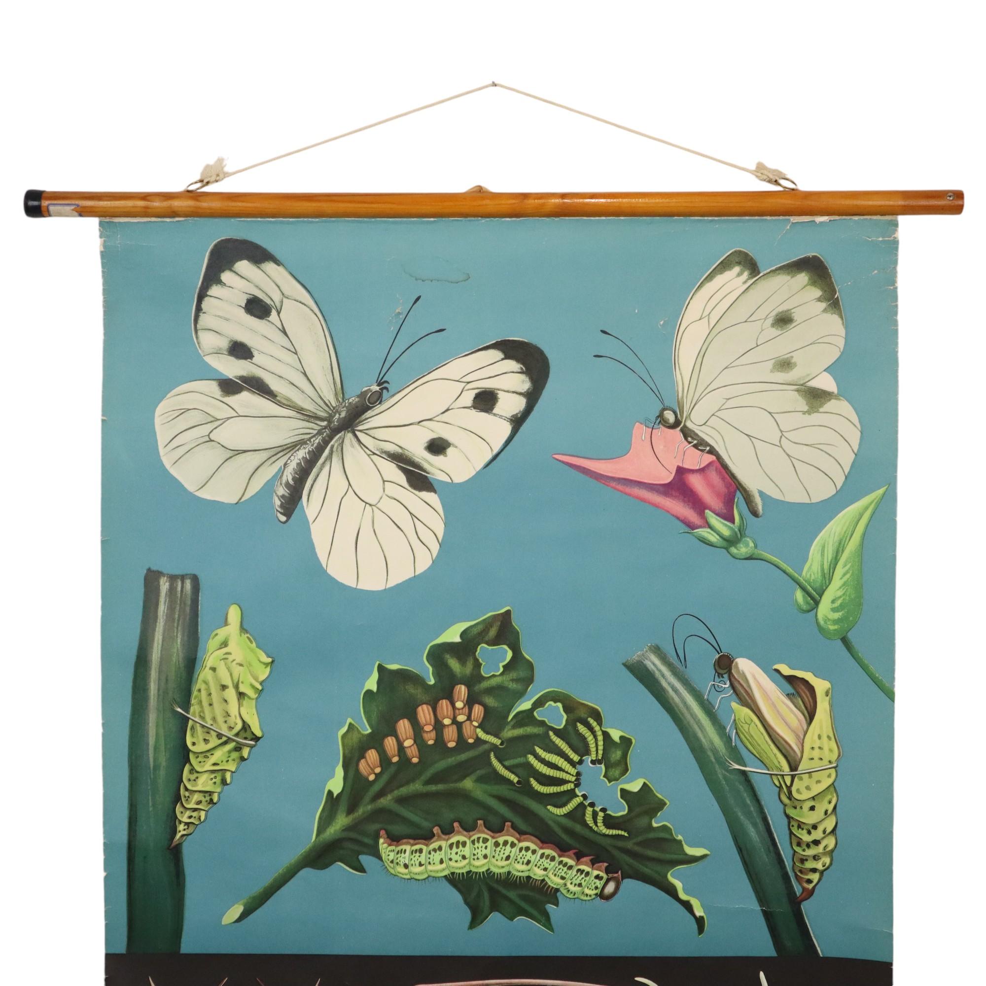 Gran Tarjeta Escolar Vintage La Mariposa Jung Koch Quentell 118cm en Bueno Estado en Poperinge, BE